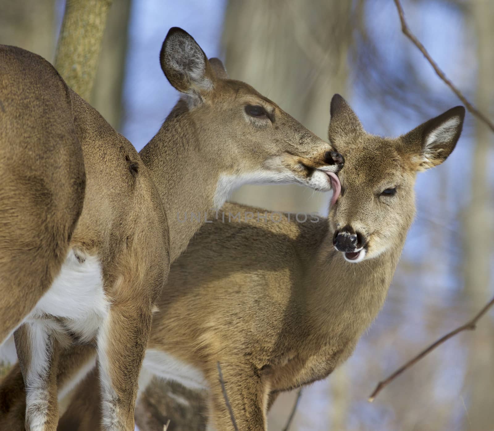 Beautiful picture with a pair of the cute wild deers