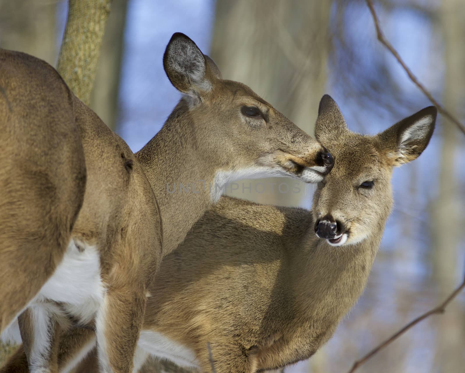Beautiful funny photo of a pair of the cute wild deers