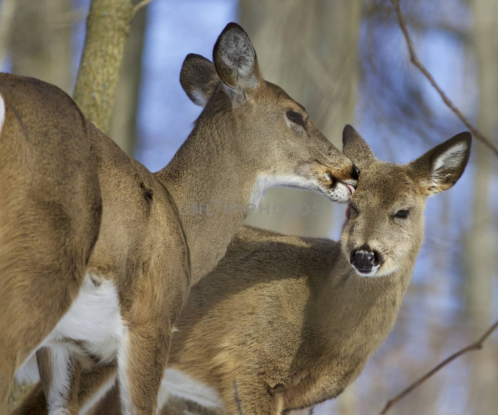 Beautiful background with a pair of the cute wild deers