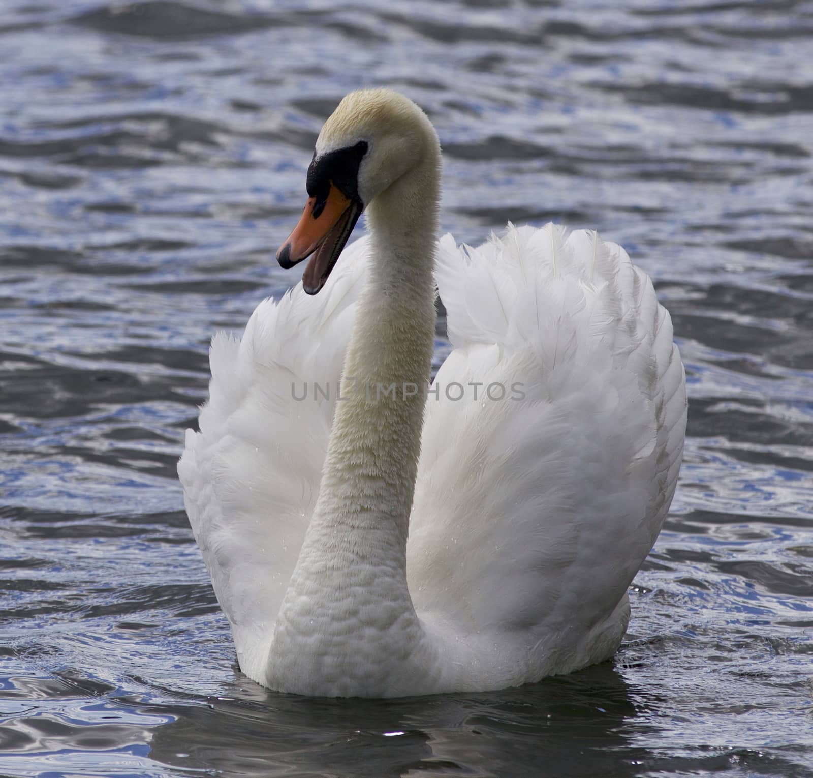 Beautiful photo of a screaming swan