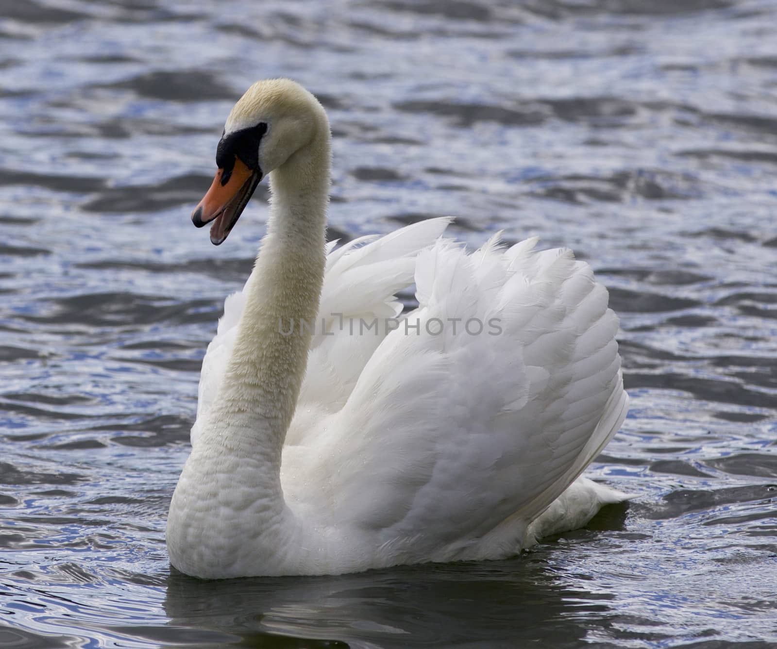 Beautiful isolated image with a screaming swan by teo