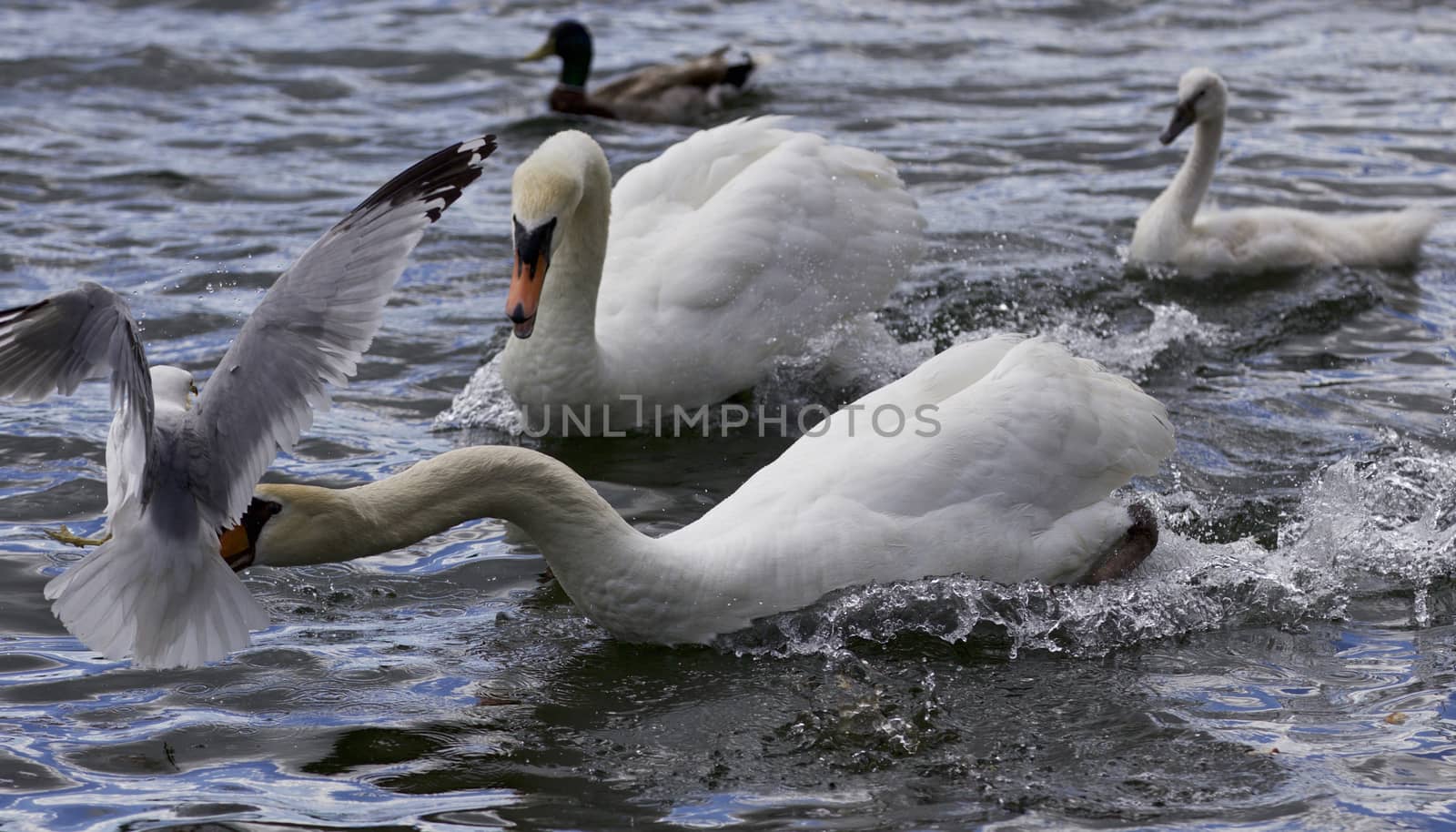 Amazing moment with a swan caught a gull