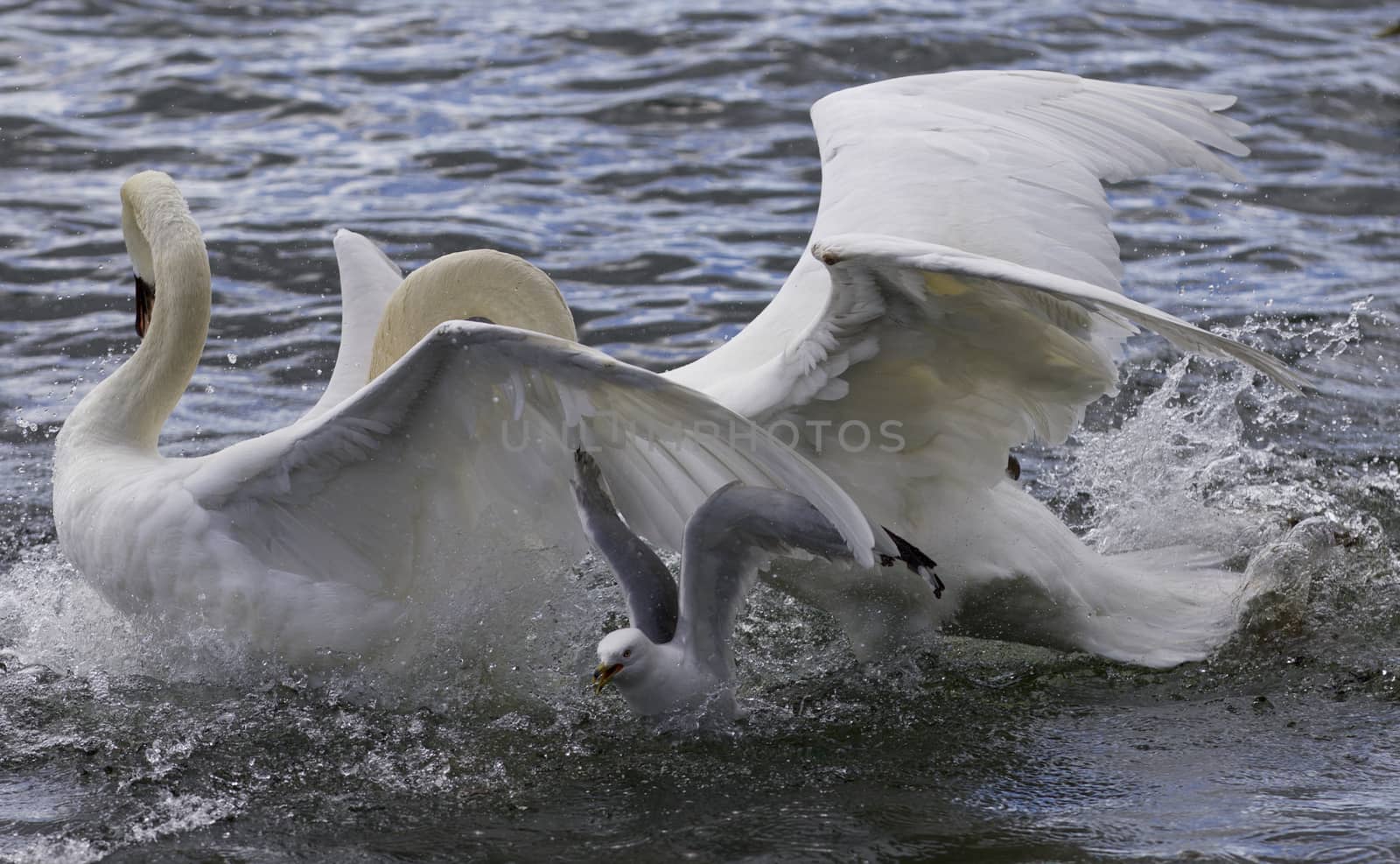 Amazing expressive image with the fighting swans