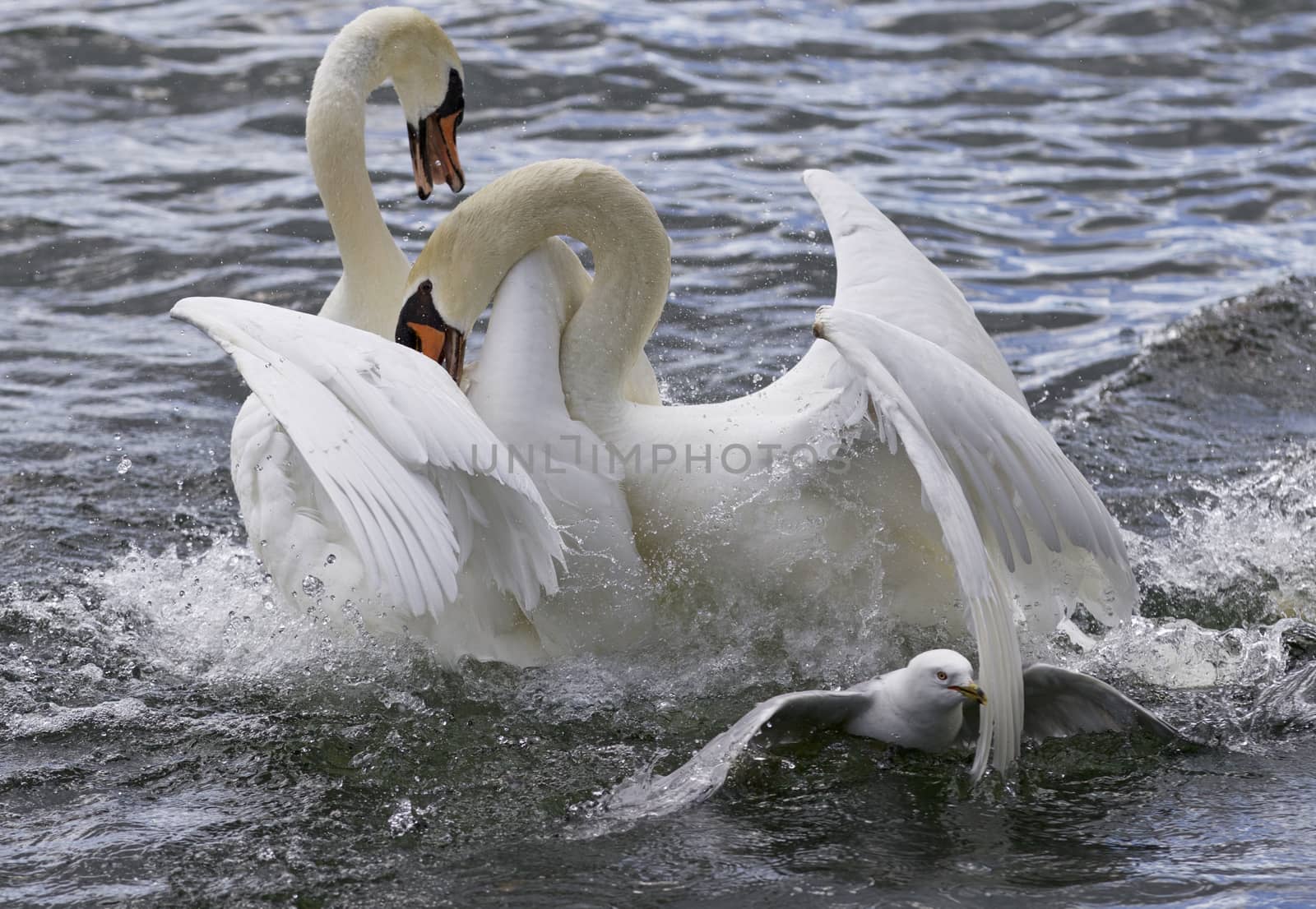Amazing fight between the swans in the lake