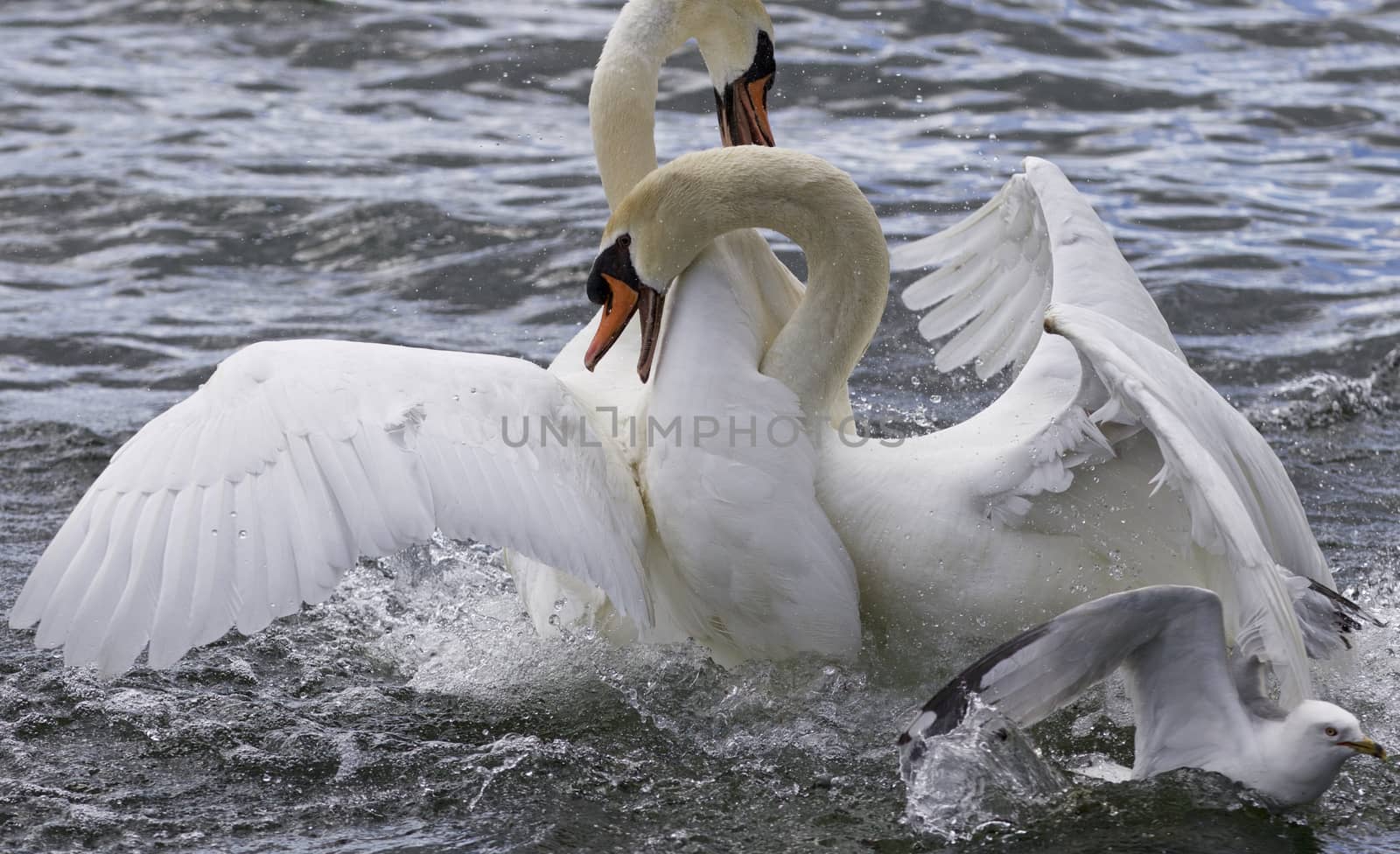 Amazing fight of the swans
