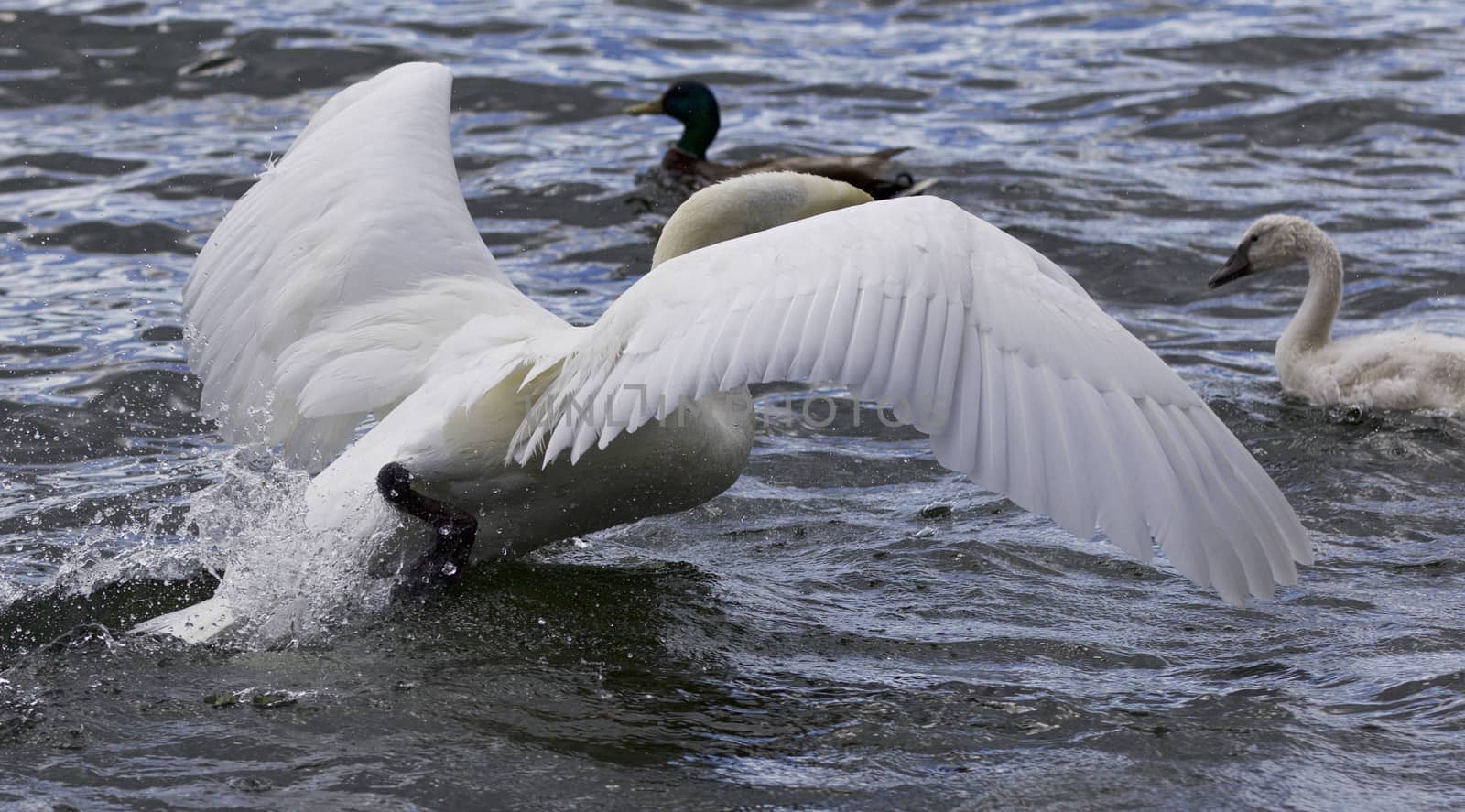 Photo of a swan running to her chicks