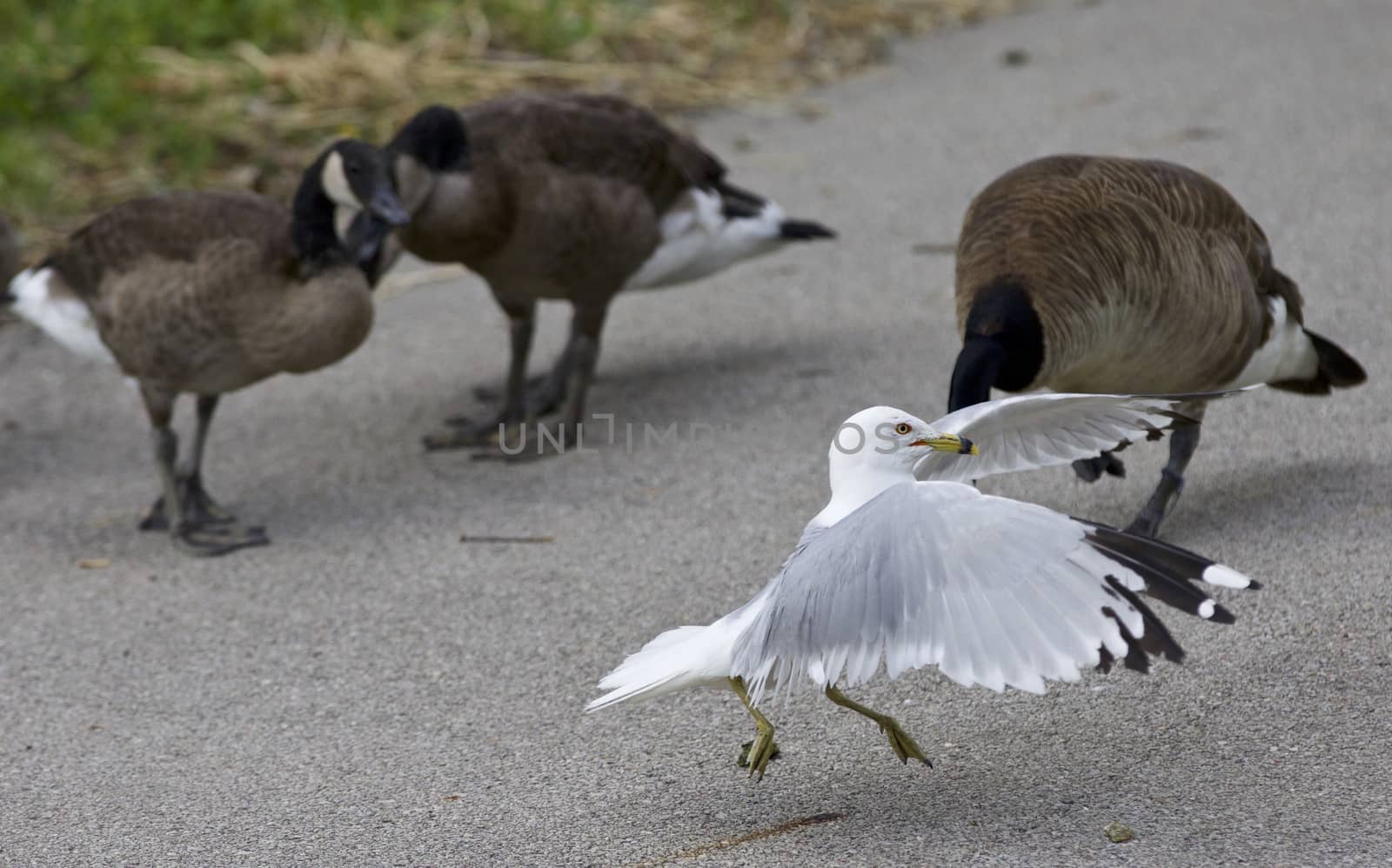 Funny photo of a gull jumping away 