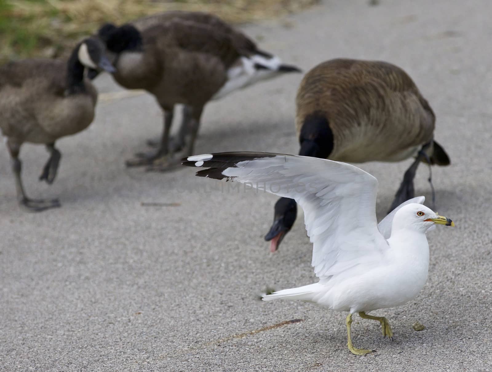 Funny photo of a gull jumping away from the angry Canada geese
