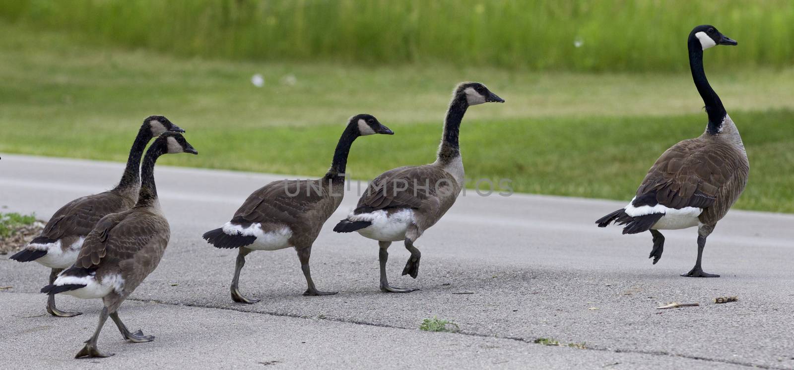 Photo of a family of the Canada geese by teo