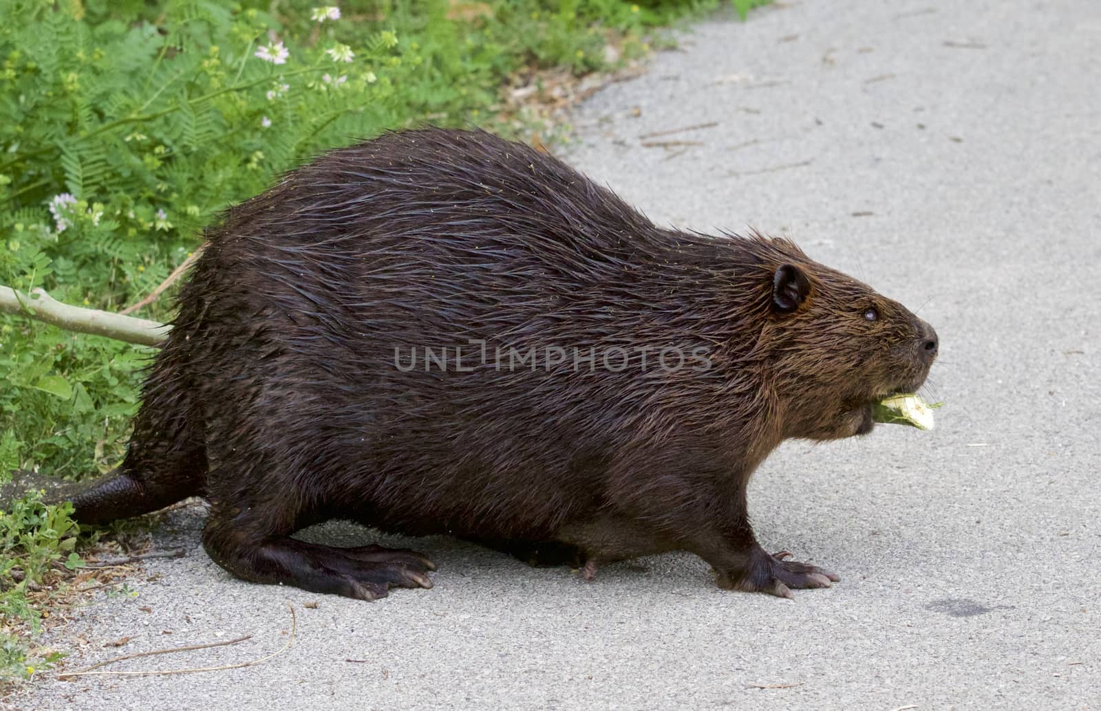 Isolated image with a Canadian beaver by teo