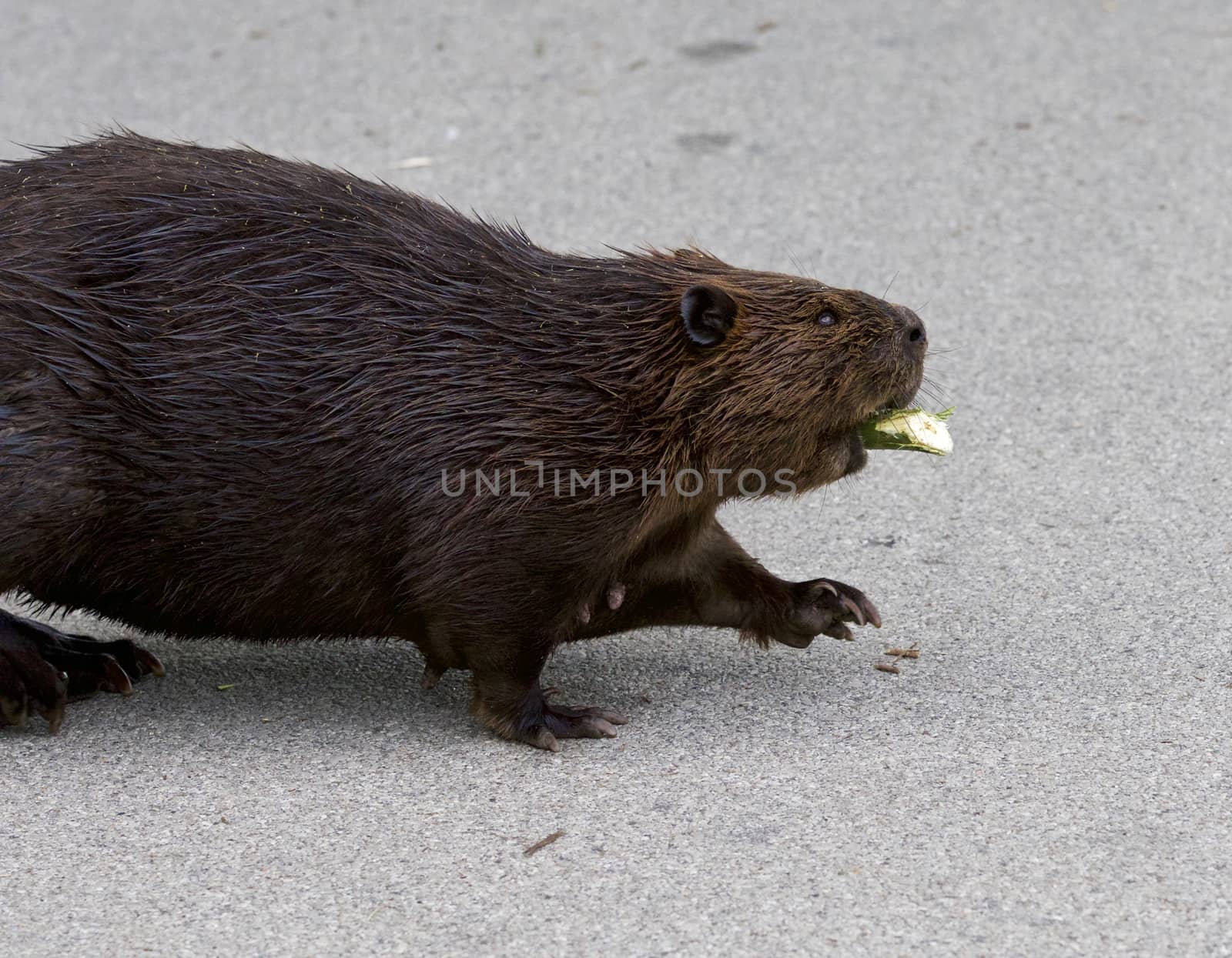 Detailed closeup of a funny North American beaver