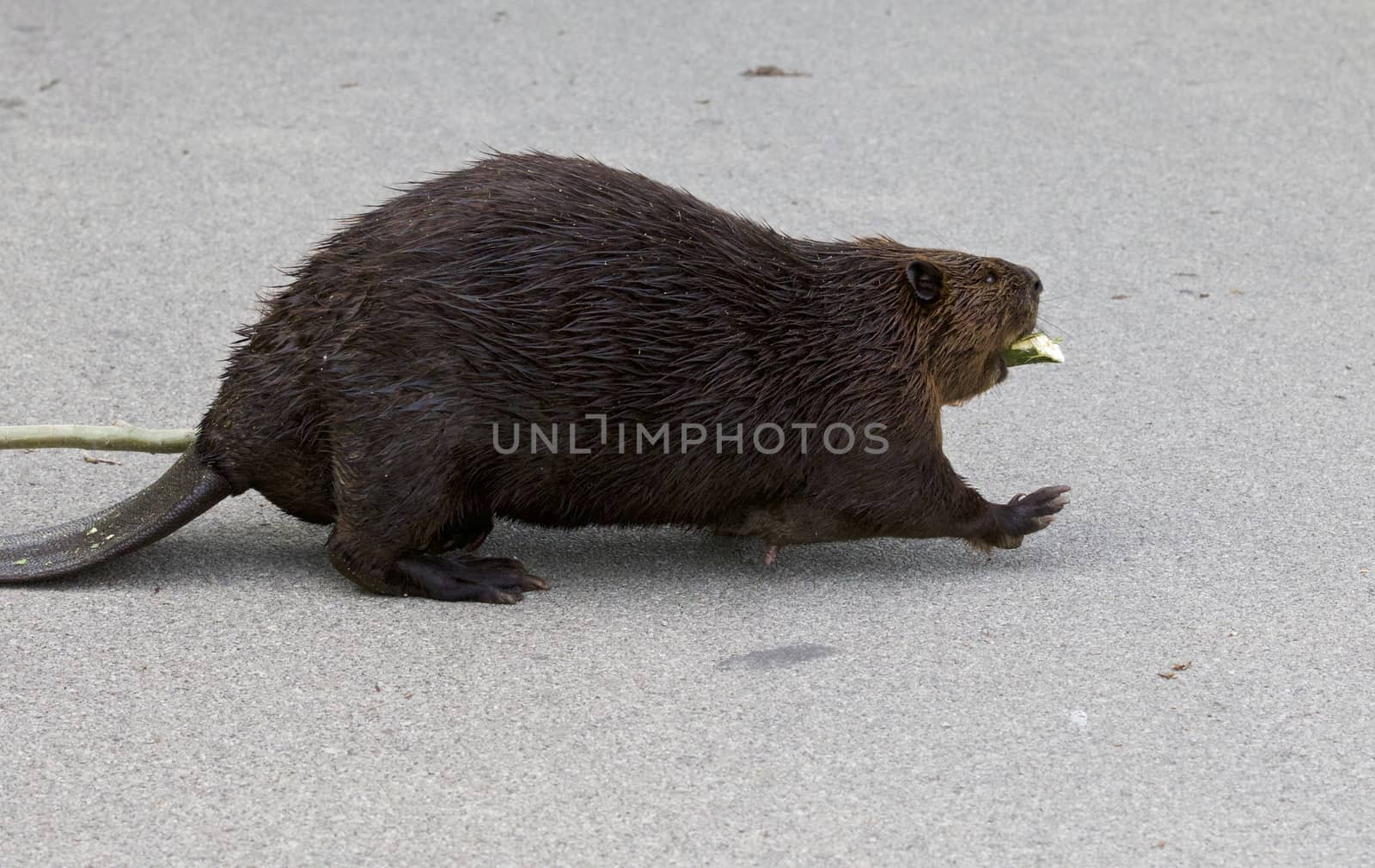 Isolated close image with a funny Canadian beaver by teo