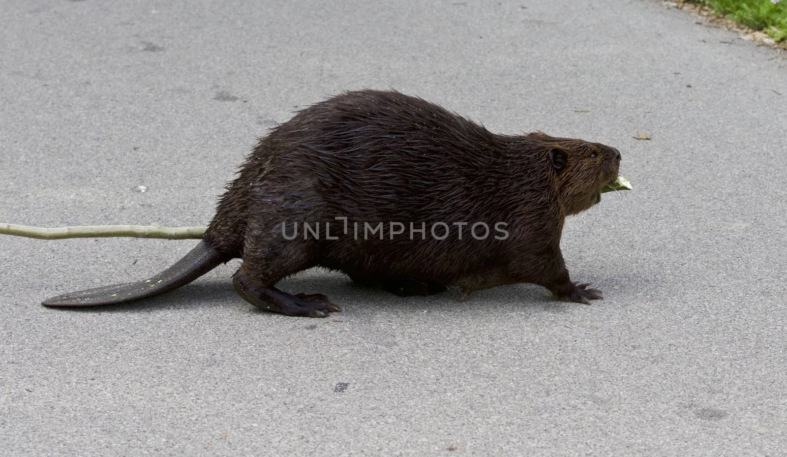 Beautiful photo of a North American beaver on the road by teo