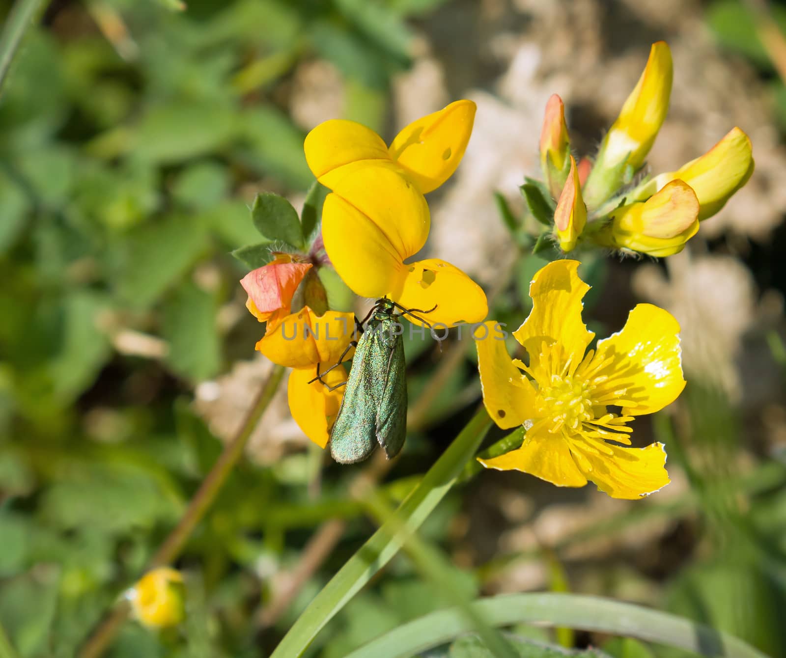 Iridescent green daytime-flying Forester Moth. Devil's Dyke, Sussex.