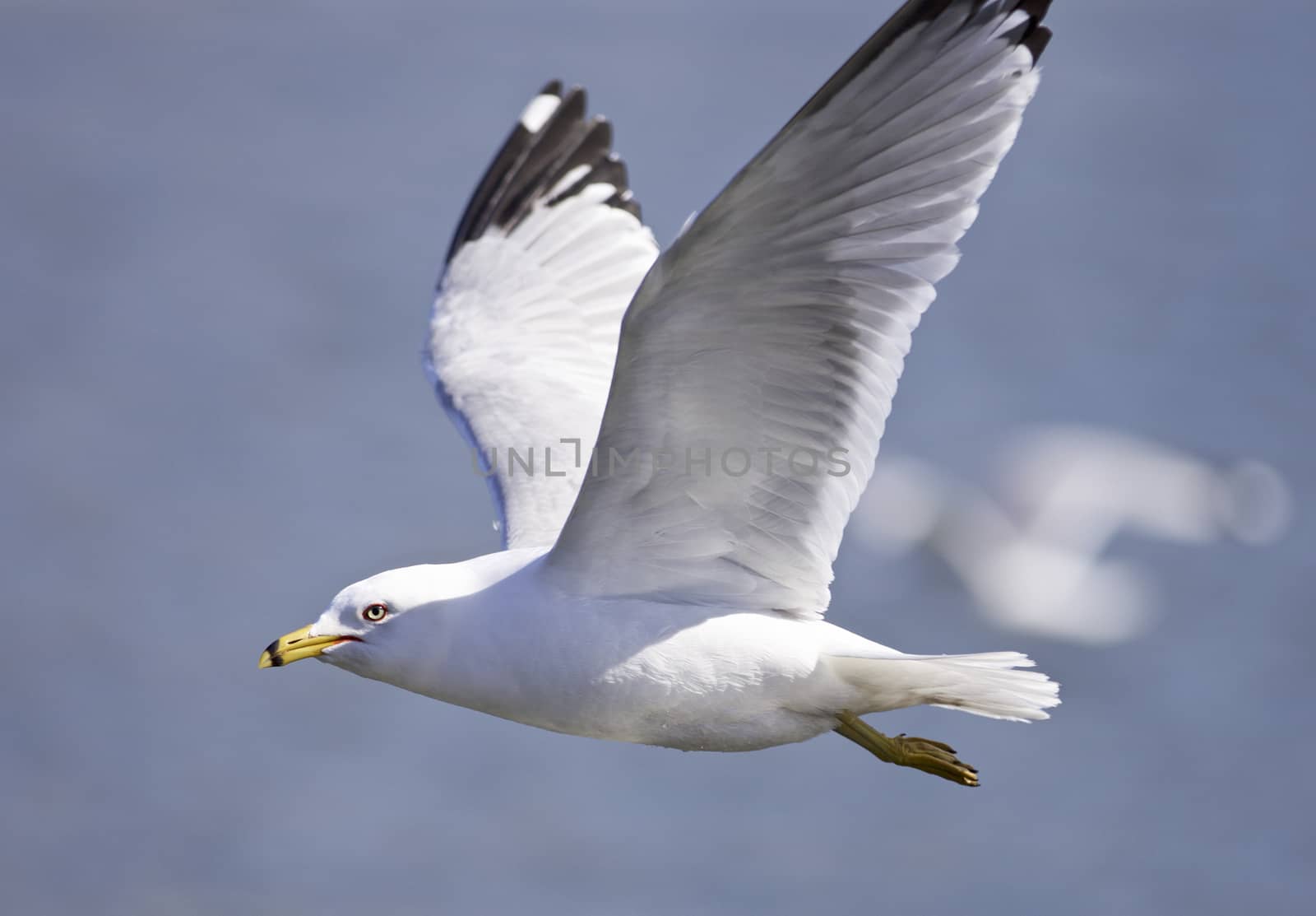 Beautiful picture with a flying gull by teo