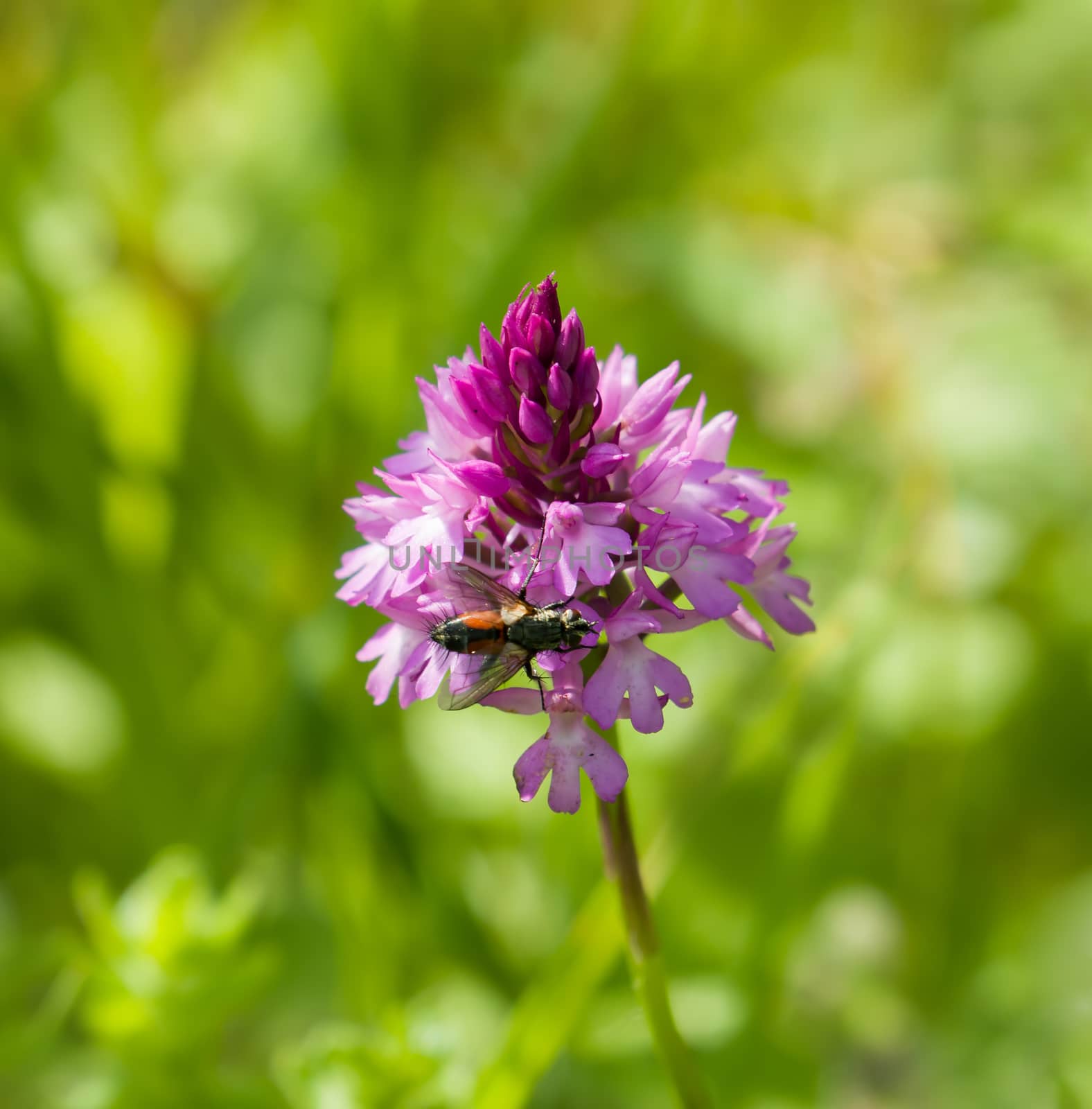 Deep pink Pyramidal Orchid on the chalky South Downs in West Sussex, with fly.