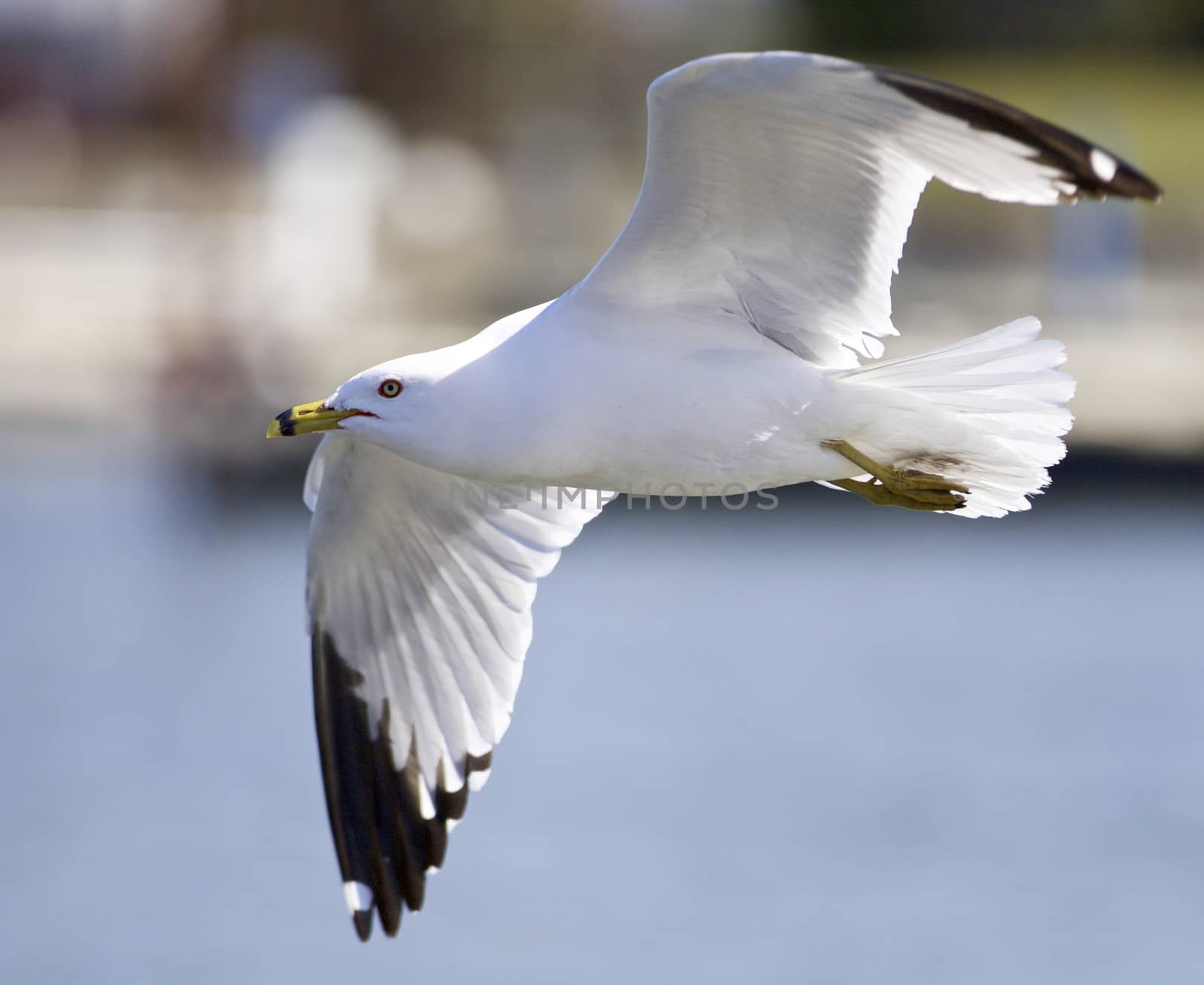 Beautiful closeup with a gull in flight