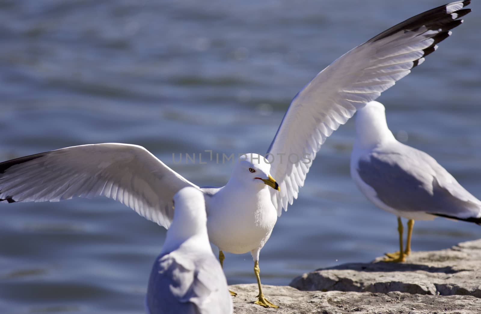 Beautiful background with the gull staying on the rocks with the wings opened by teo