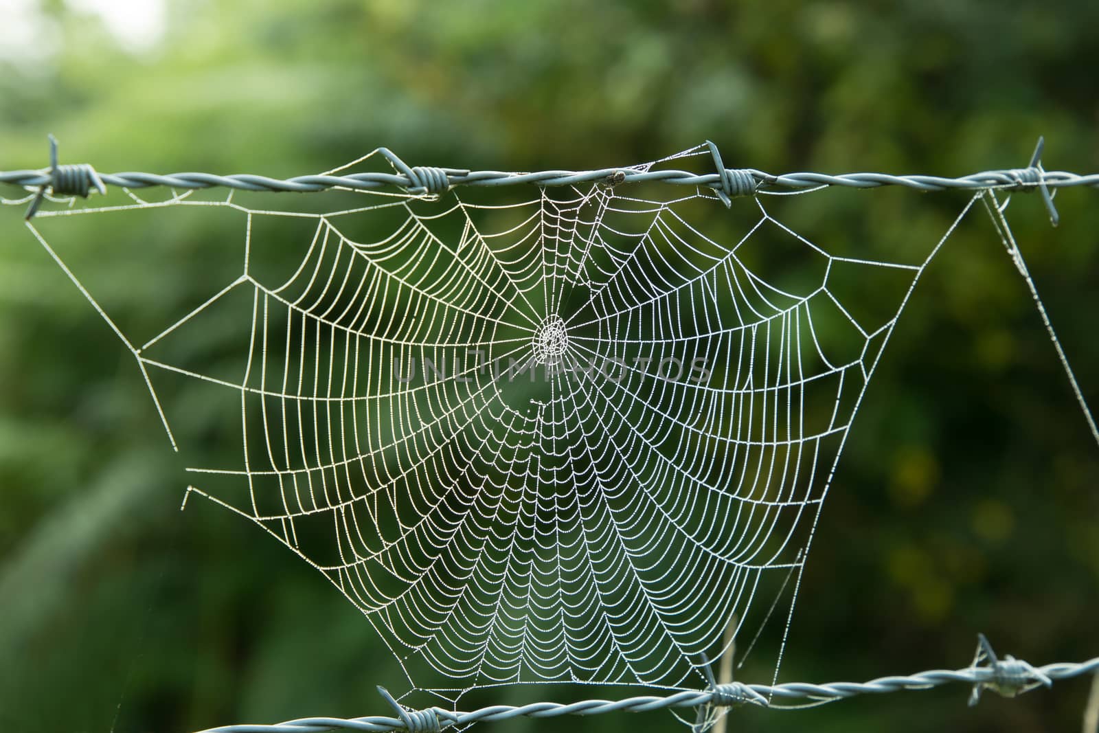 Spider cobweb suspended between rows of barbed wire, with early morning dew.