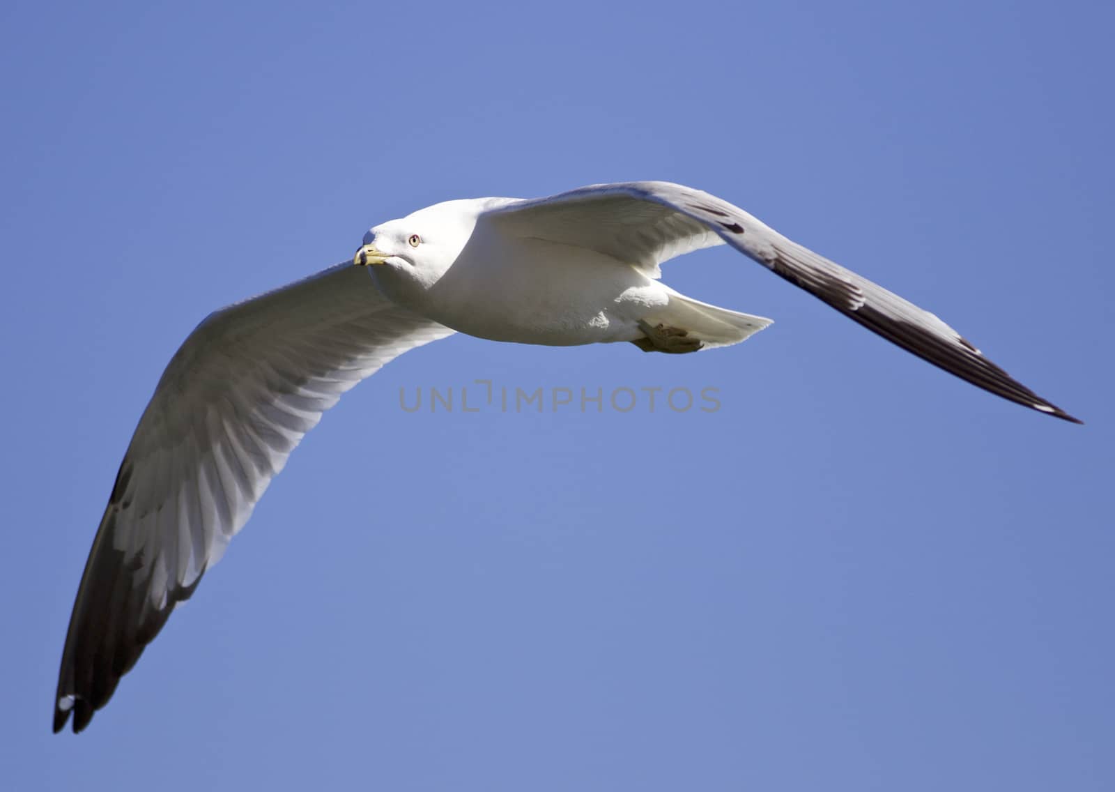 Beautiful isolated image of a flying gull