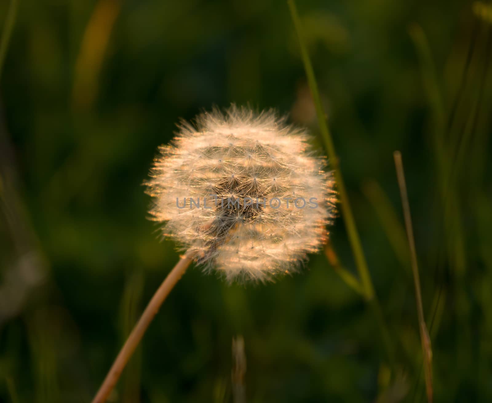 Dandelion seedhead or "clock", backlit by evening sun.