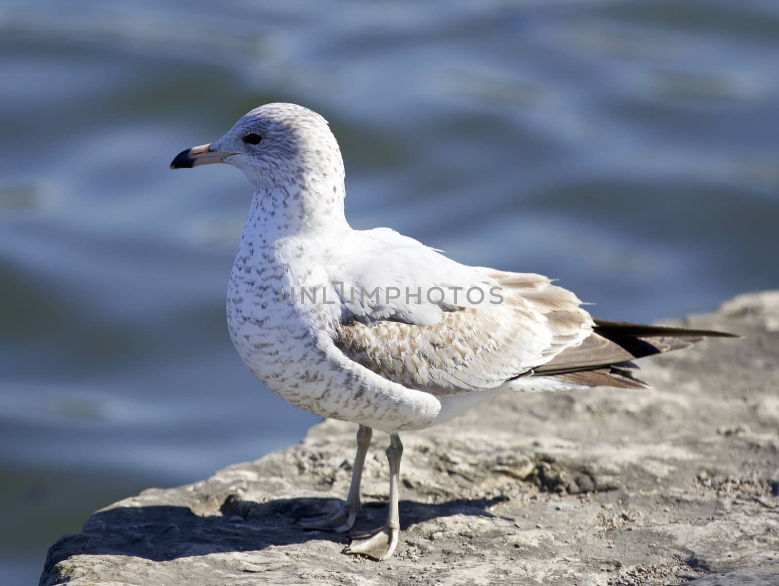 Beautiful background with a gull staying on the shore by teo