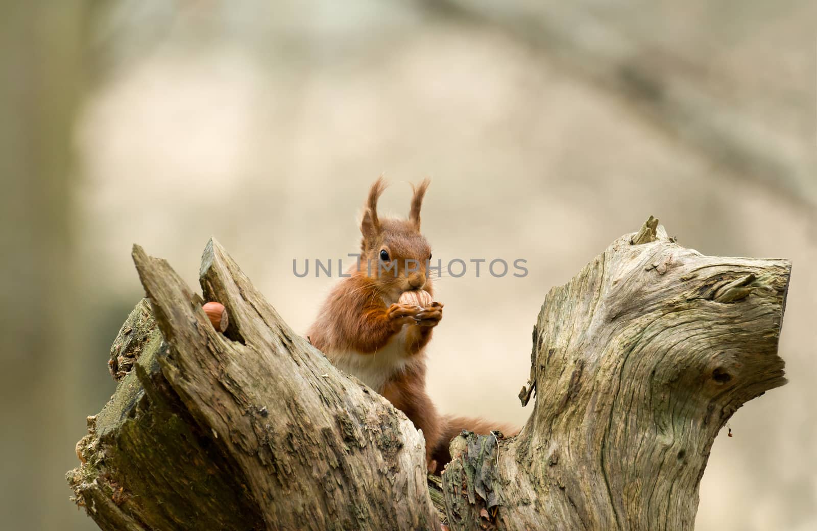 Red Squirrel with hazelnut on Brownsea Island, Dorset