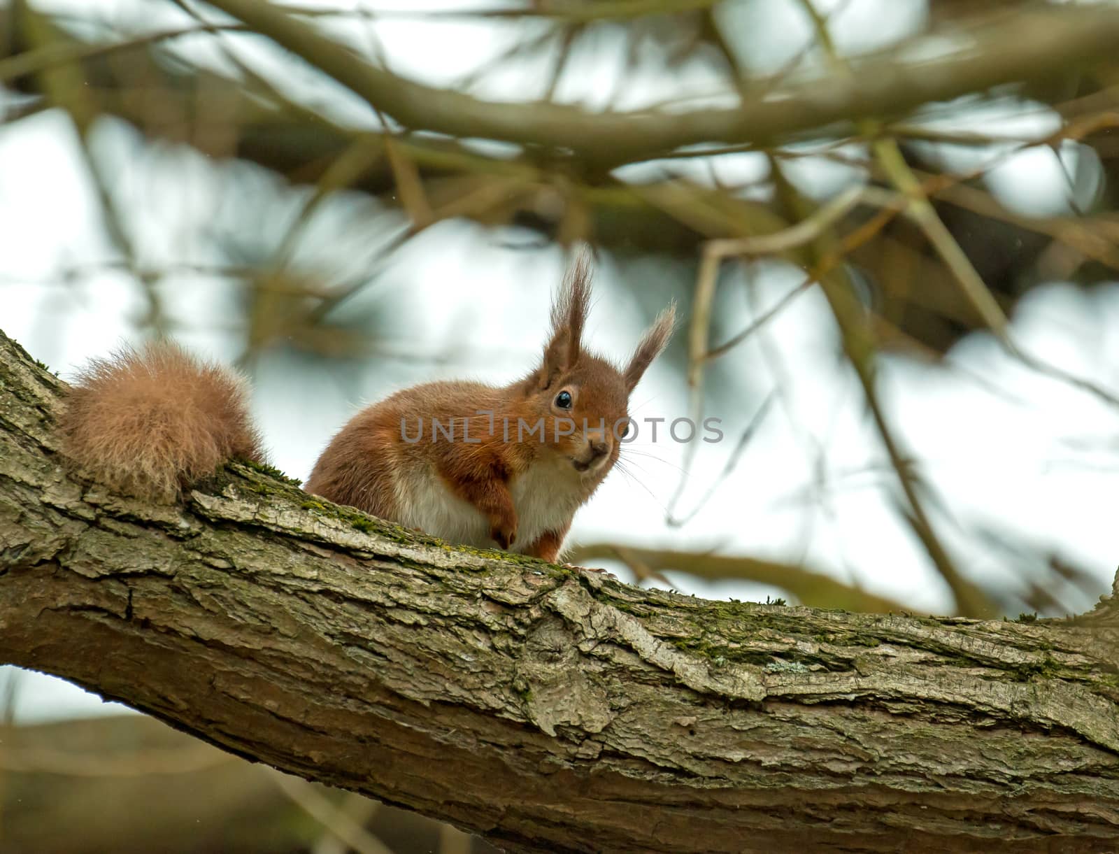 Red Squirrel looking down from tree branch on Brownsea Island, Dorset.