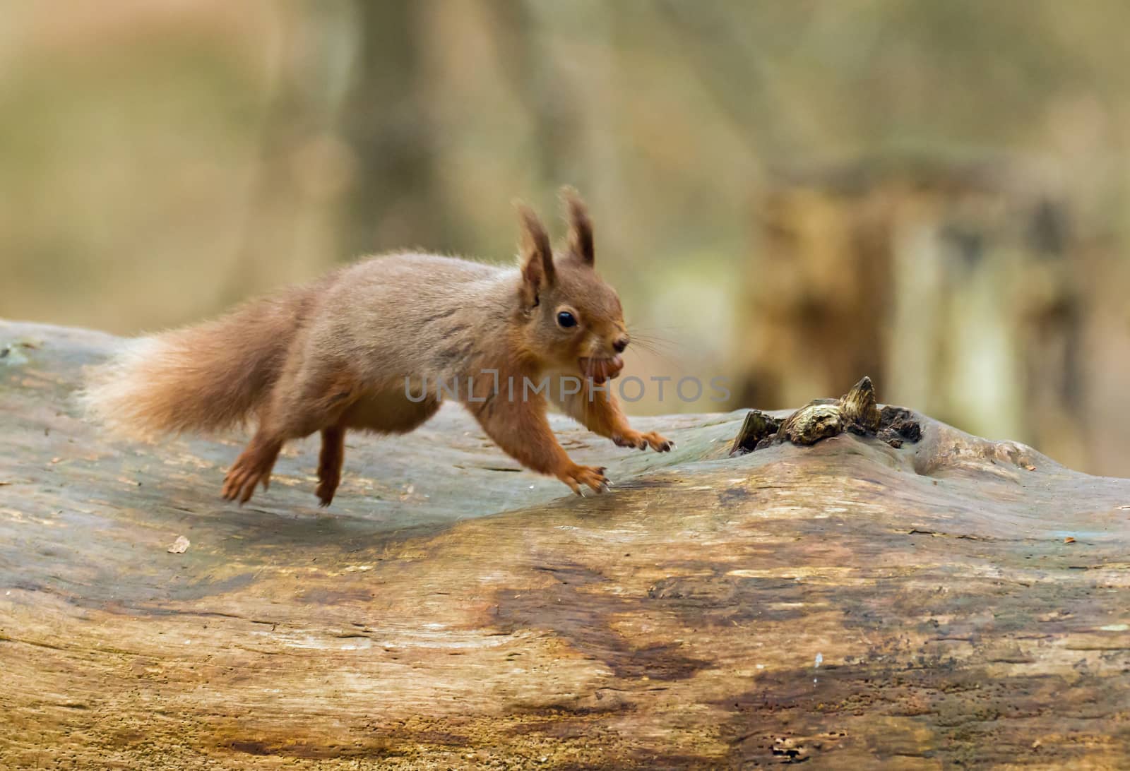 Red Squirrel with hazelnut,  leaping along fallen tree on Brownsea Island, Dorset.