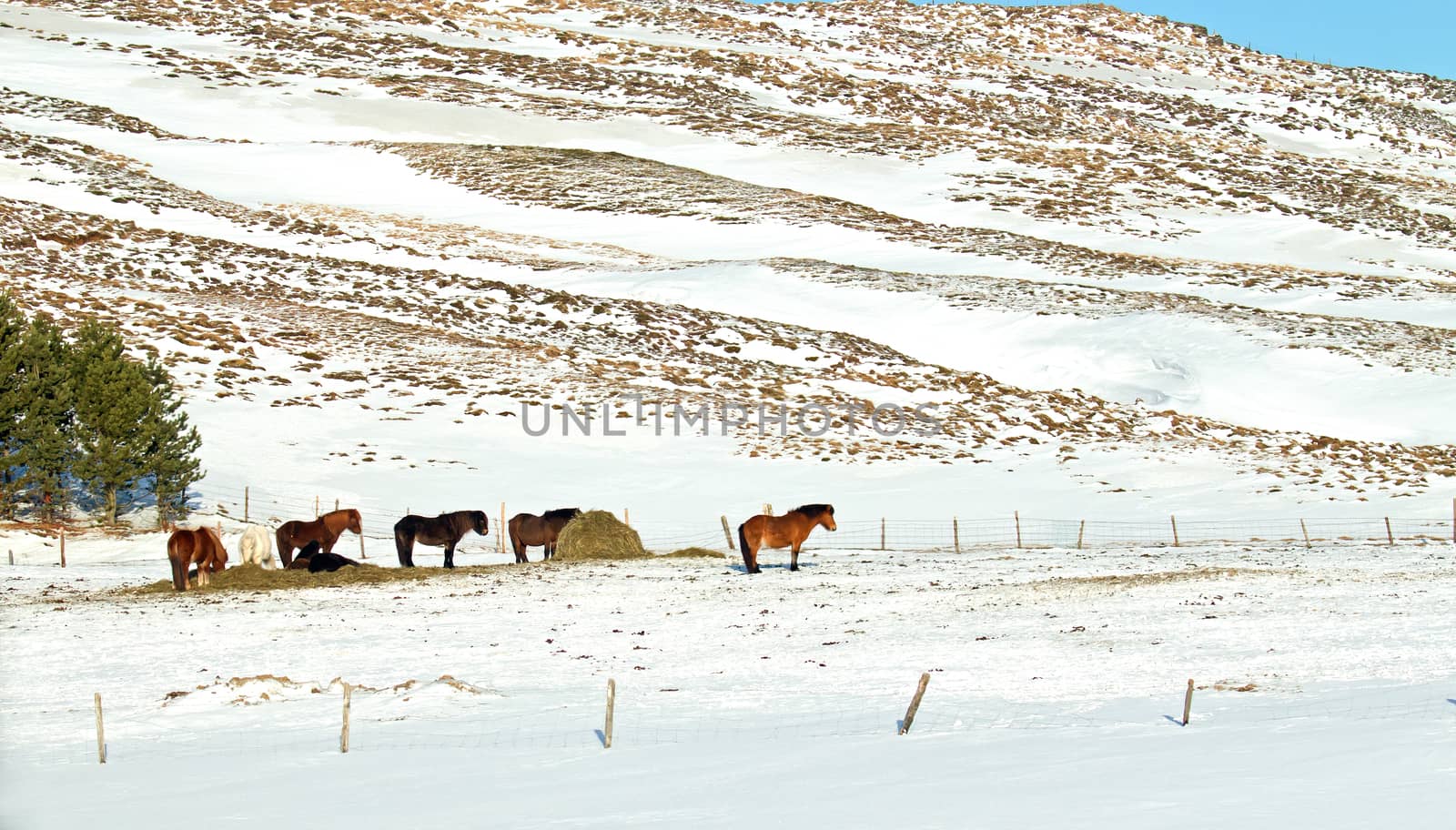 Field with Icelandic horses during winter in Iceland.