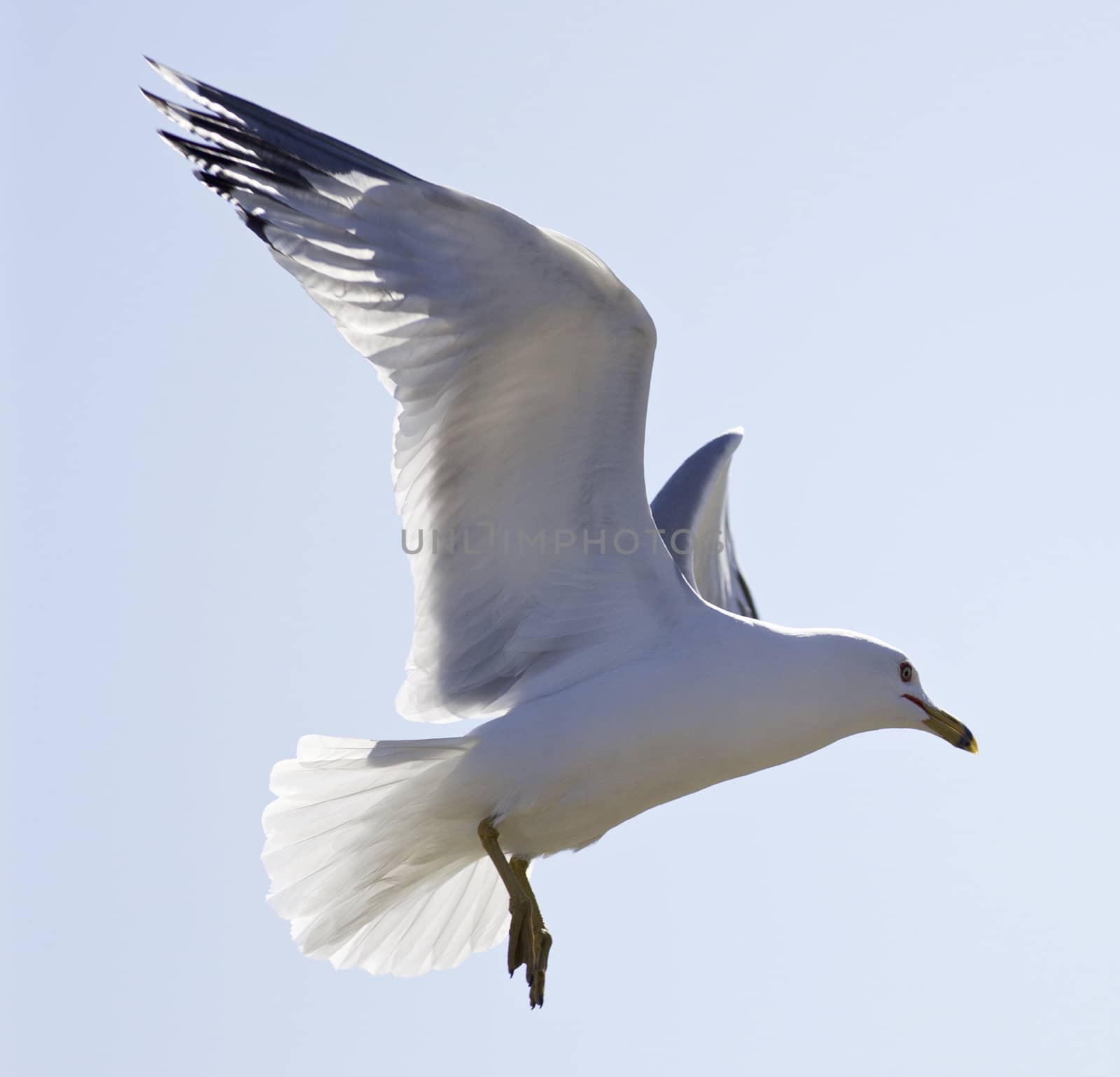 Beautiful isolated image of a flying gull