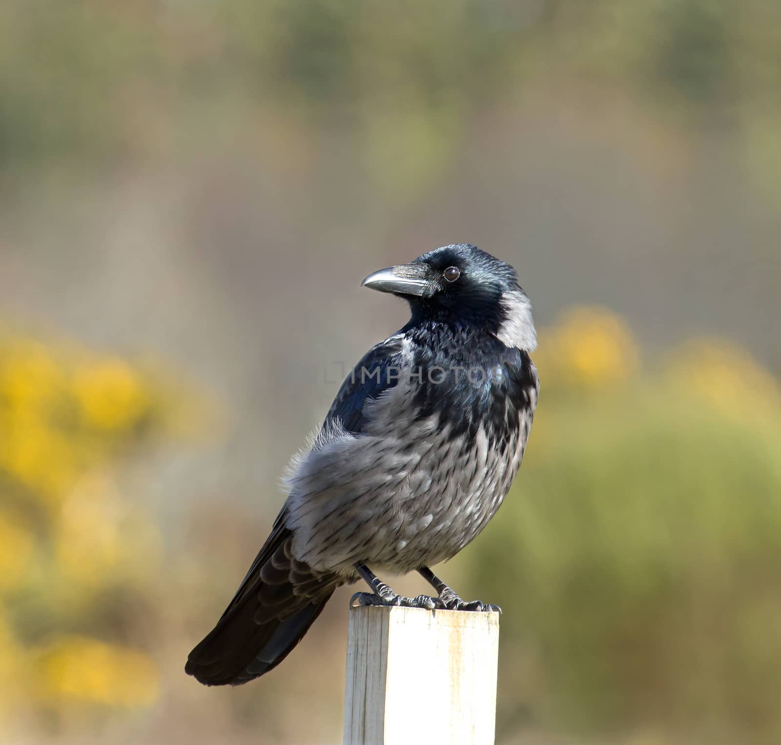 Hybrid Carrion and Hooded Crow seen at Culloden Battlefield in Scotland.