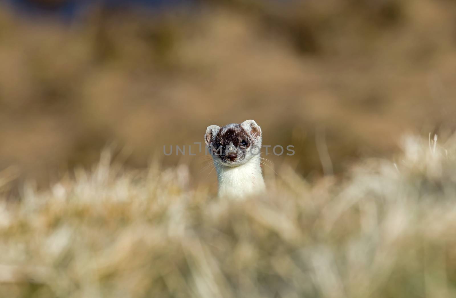 Stoat peeping over crest of hill, still in partial white winter coat.