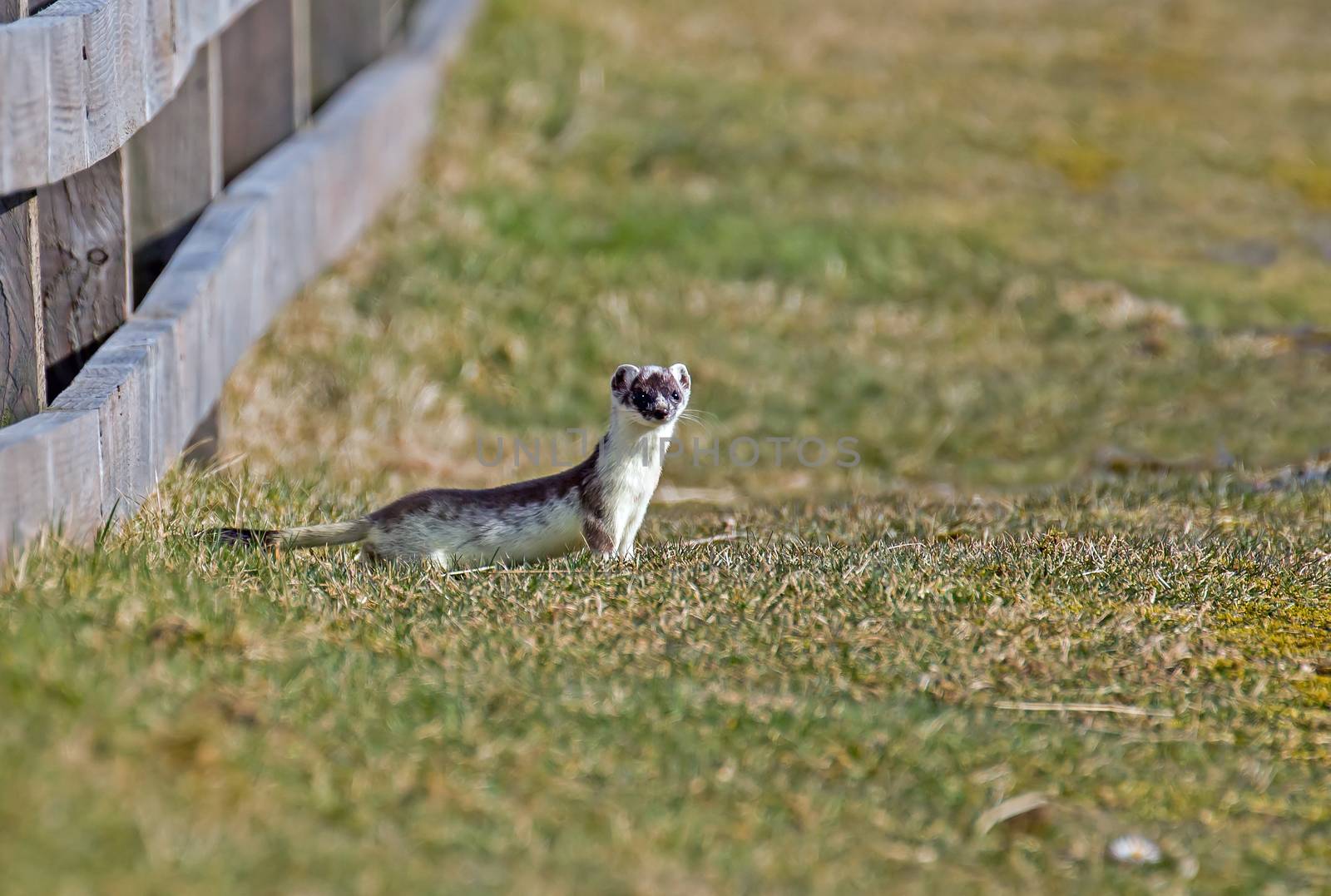 Stoat watching, still in partial white winter coat.