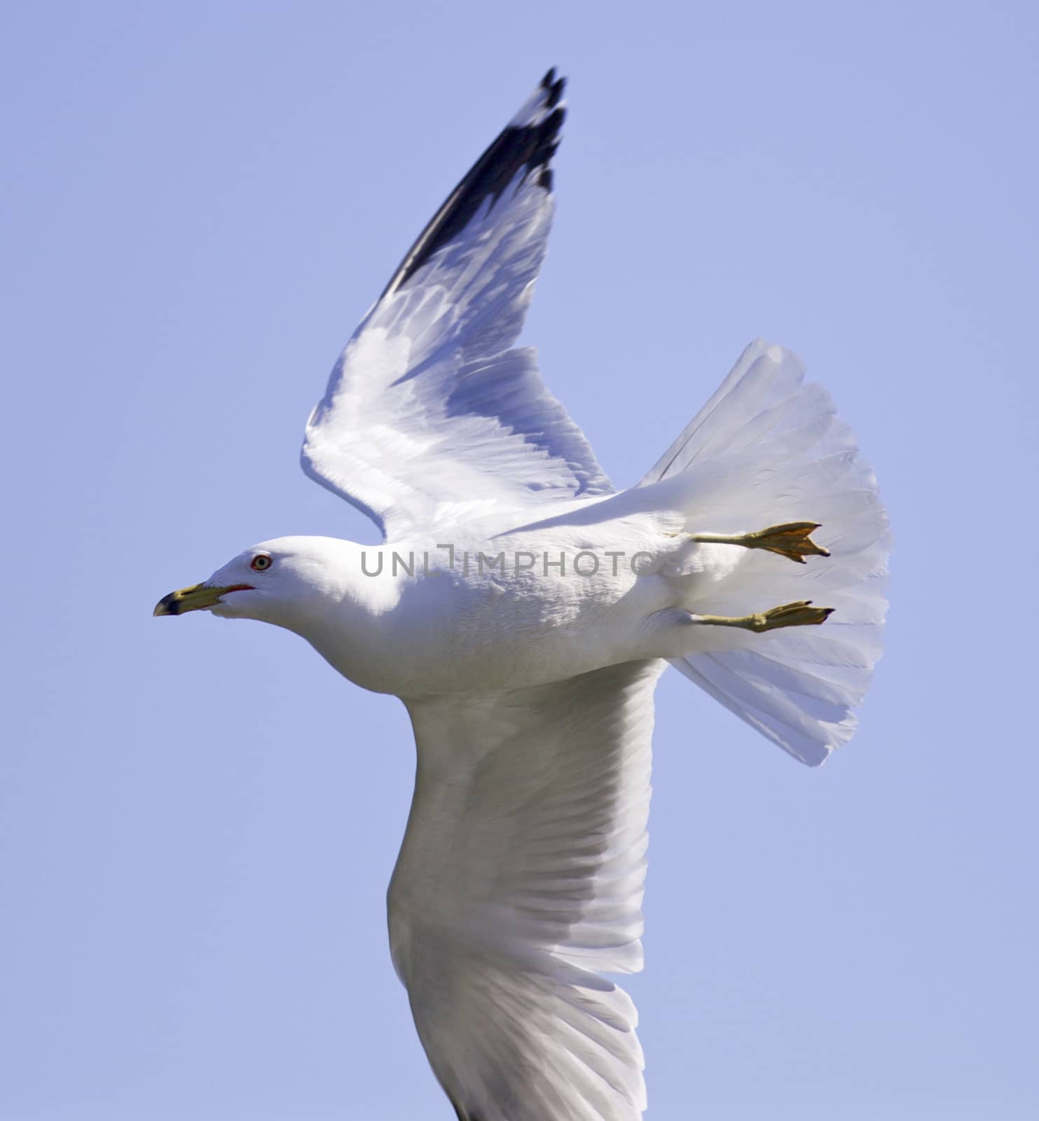 Expressive fast turn of a gull by teo