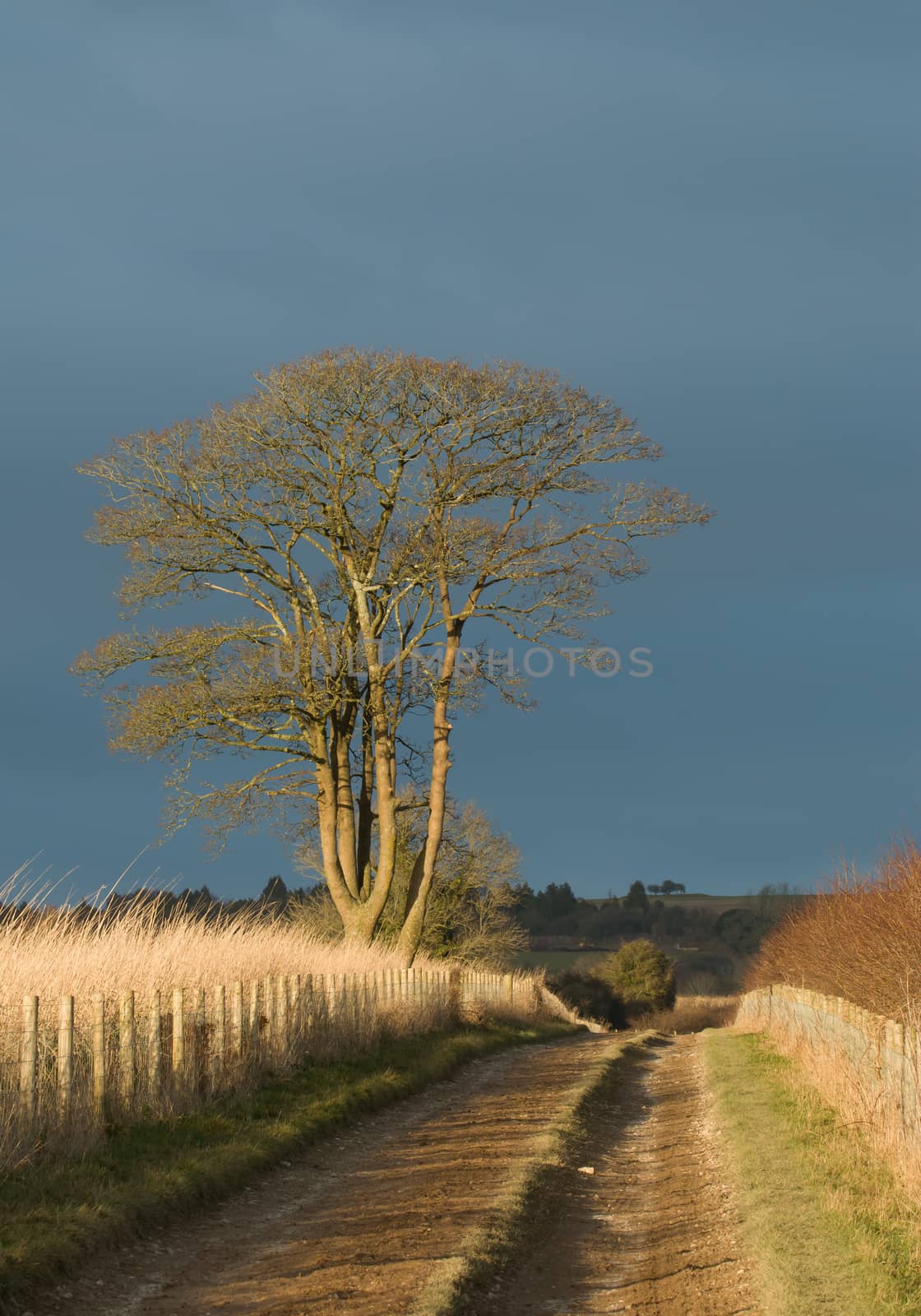 Countryside track with late afternoon sun and heavy cloud behind.