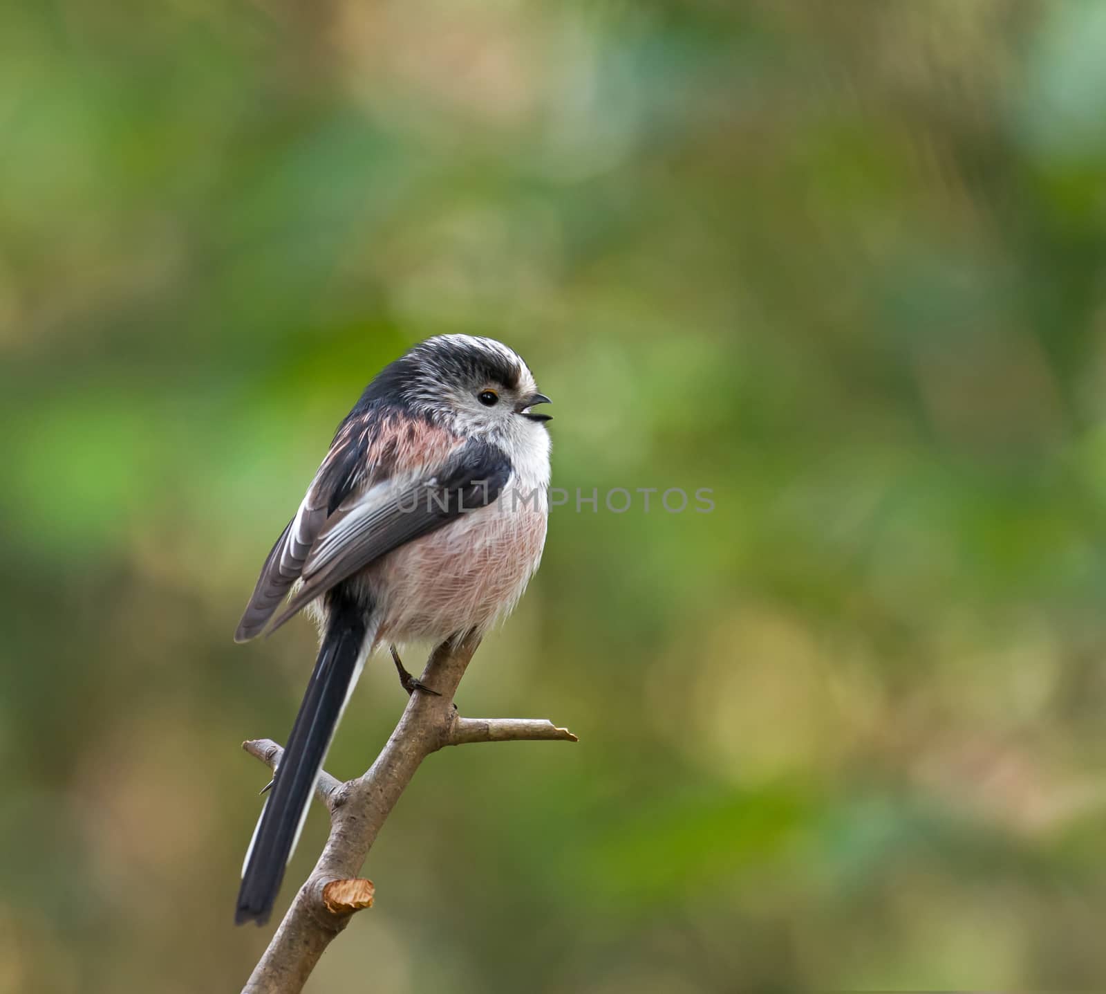 Small bird adult Long-tailed Tit calling
