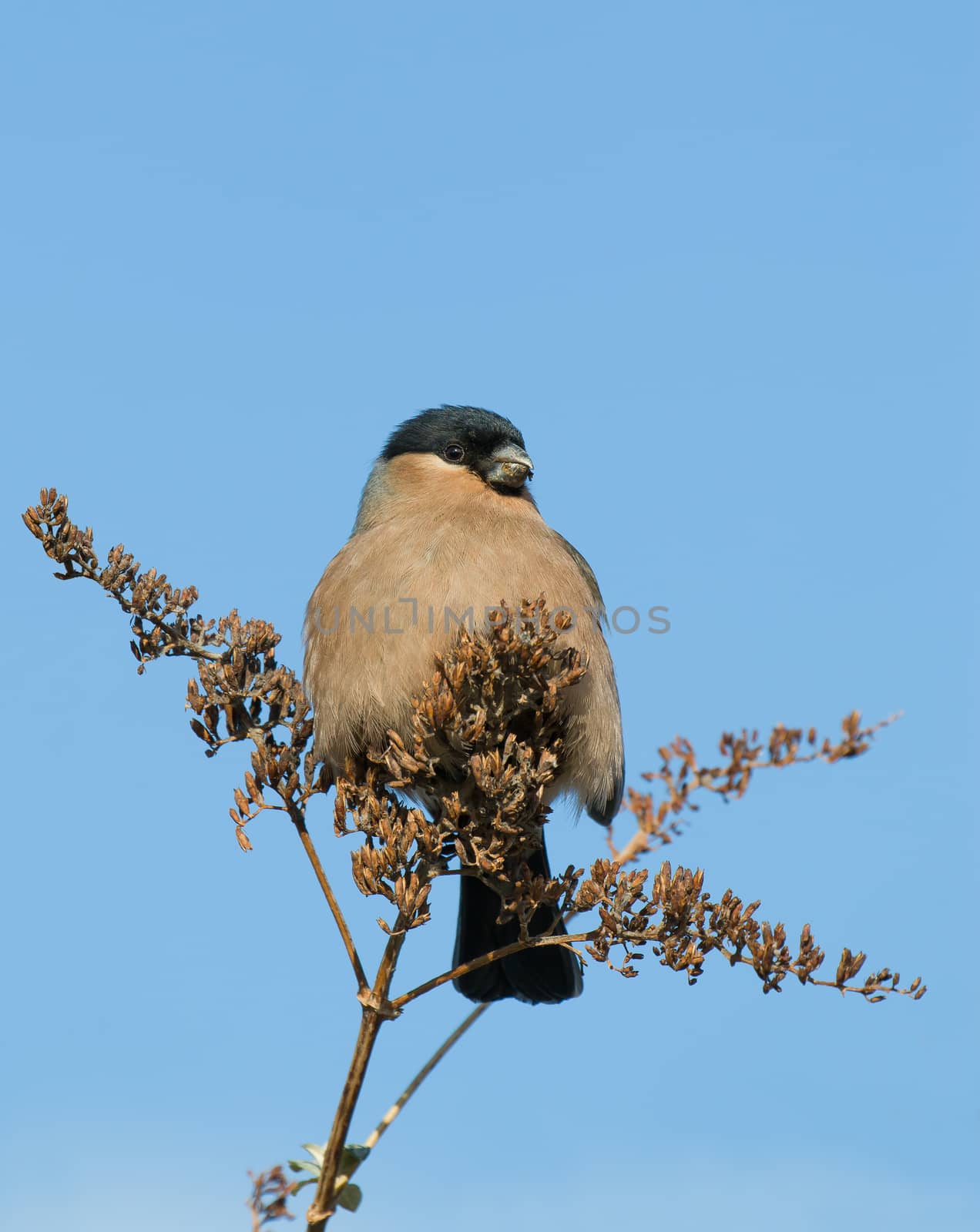 Female Bullfinch eating seeds from tree during winter.