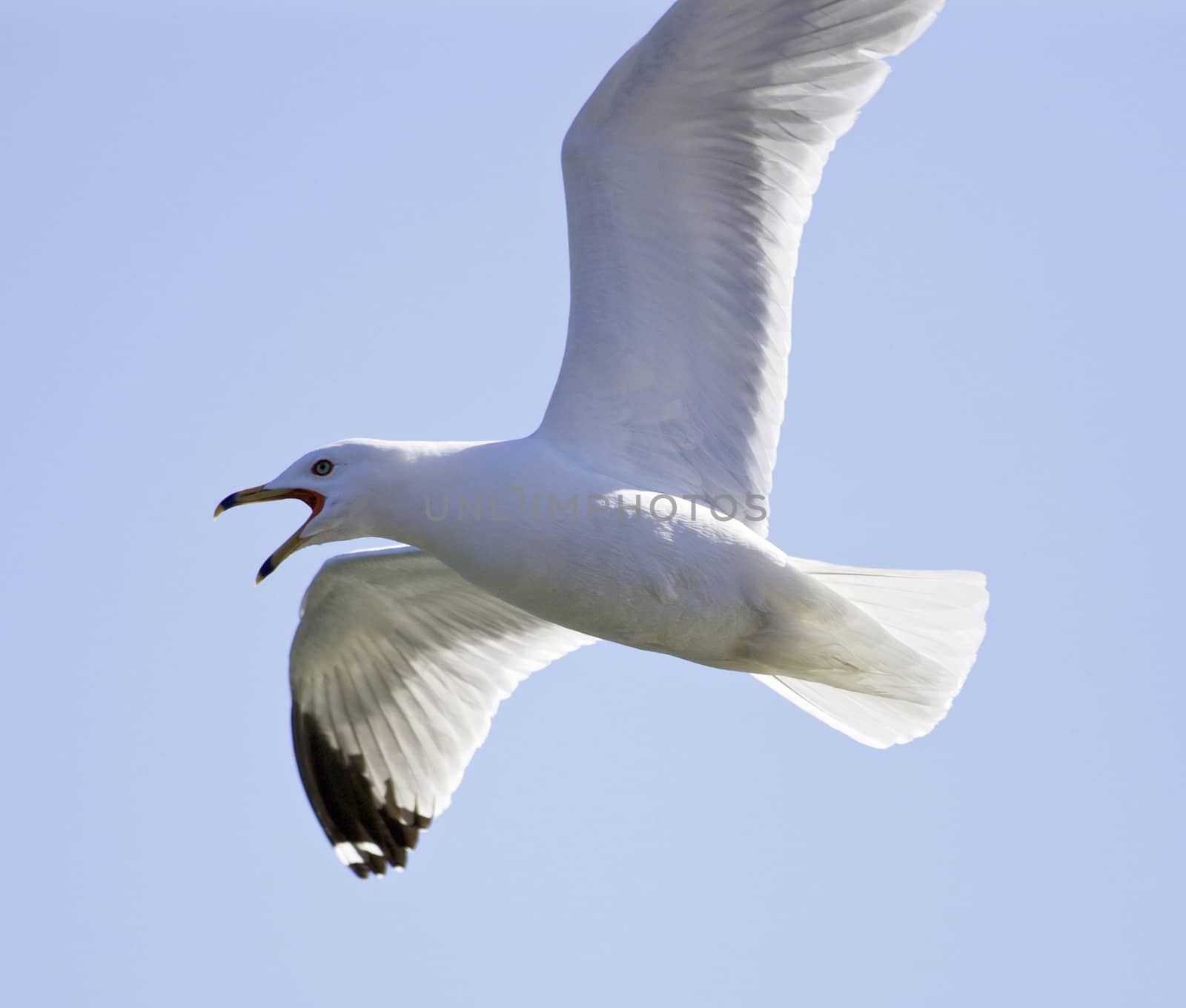 Image with a screaming gull in the sky by teo