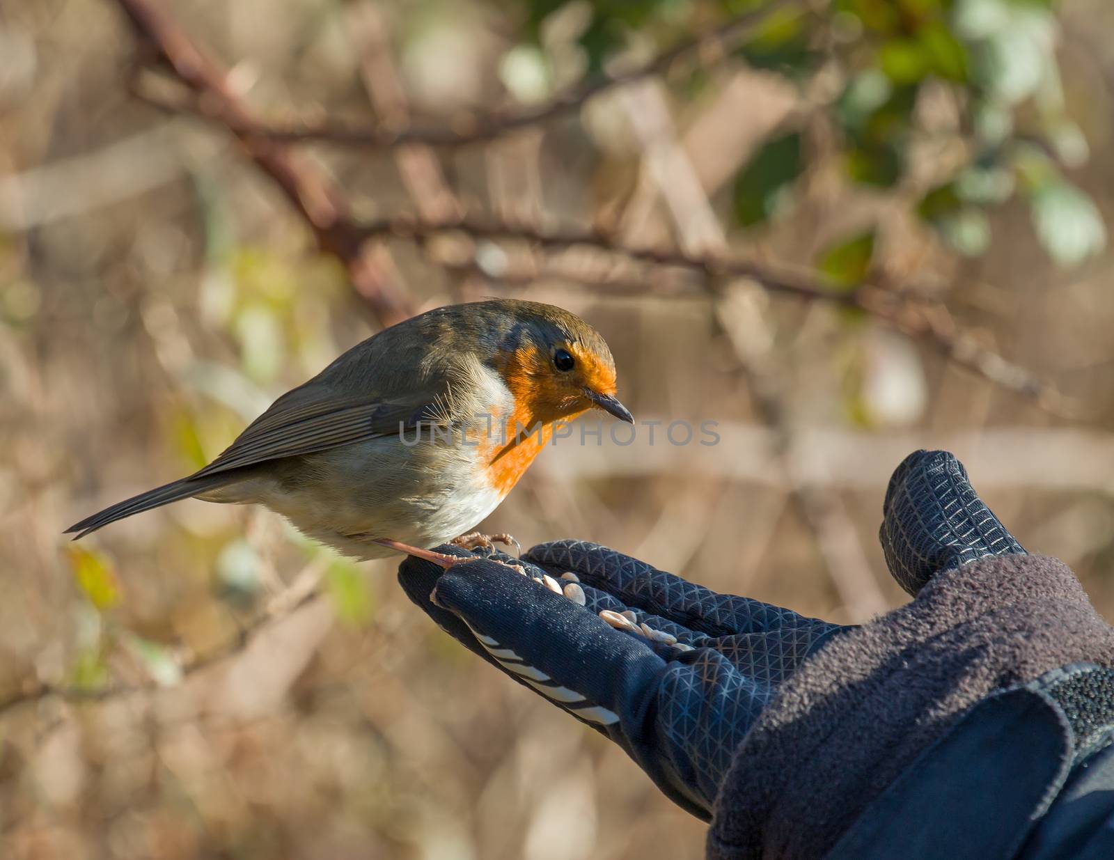 Eurasian Robin on hand, about to take seed.