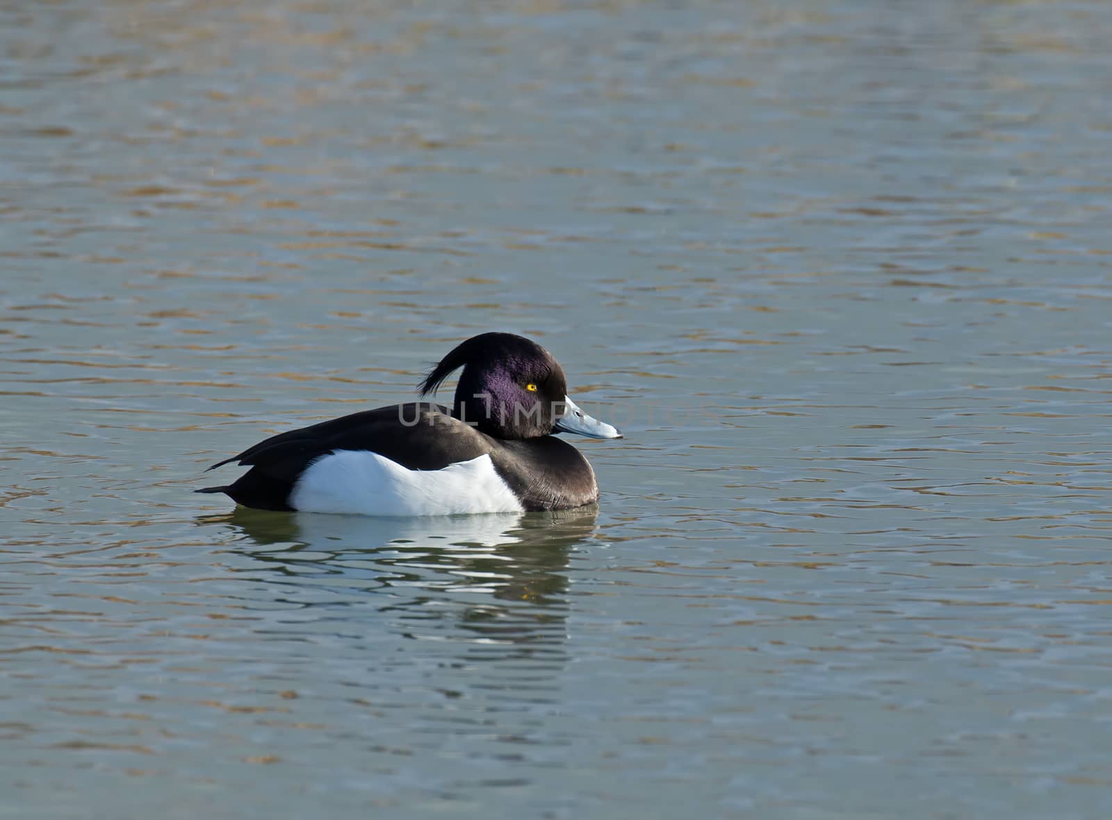 Adult Male Tufted Duck showing iridescent plumage and bright yellow eye.