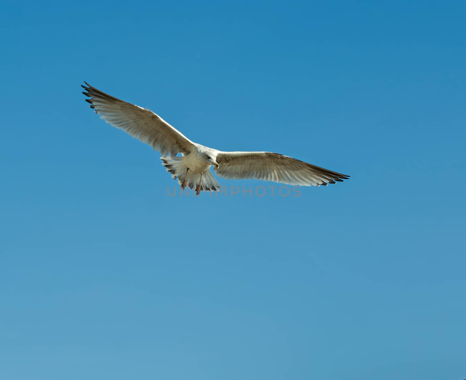 Immature Herring Gull Coming in to land.