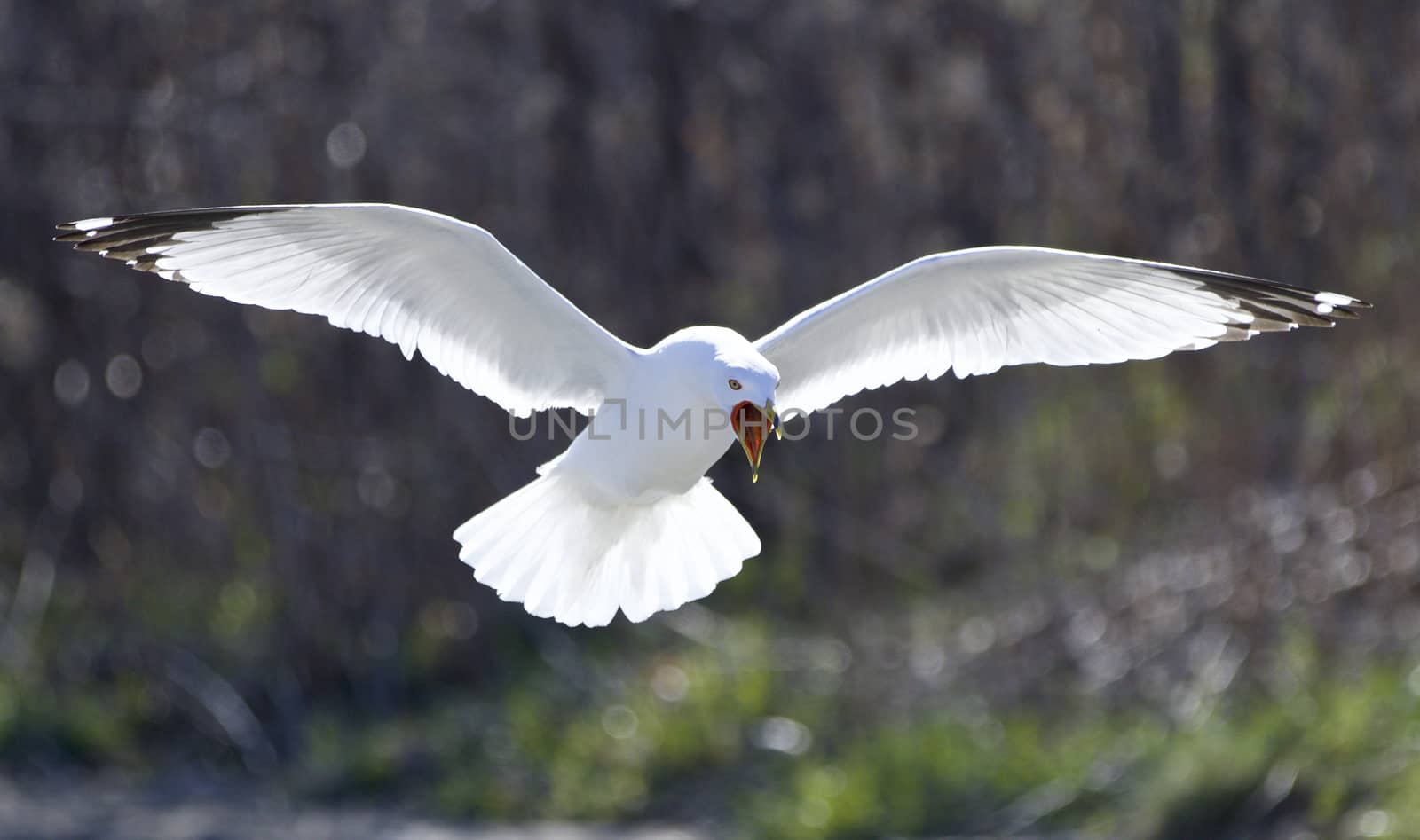 Funny isolated picture of a crazy gull screaming by teo