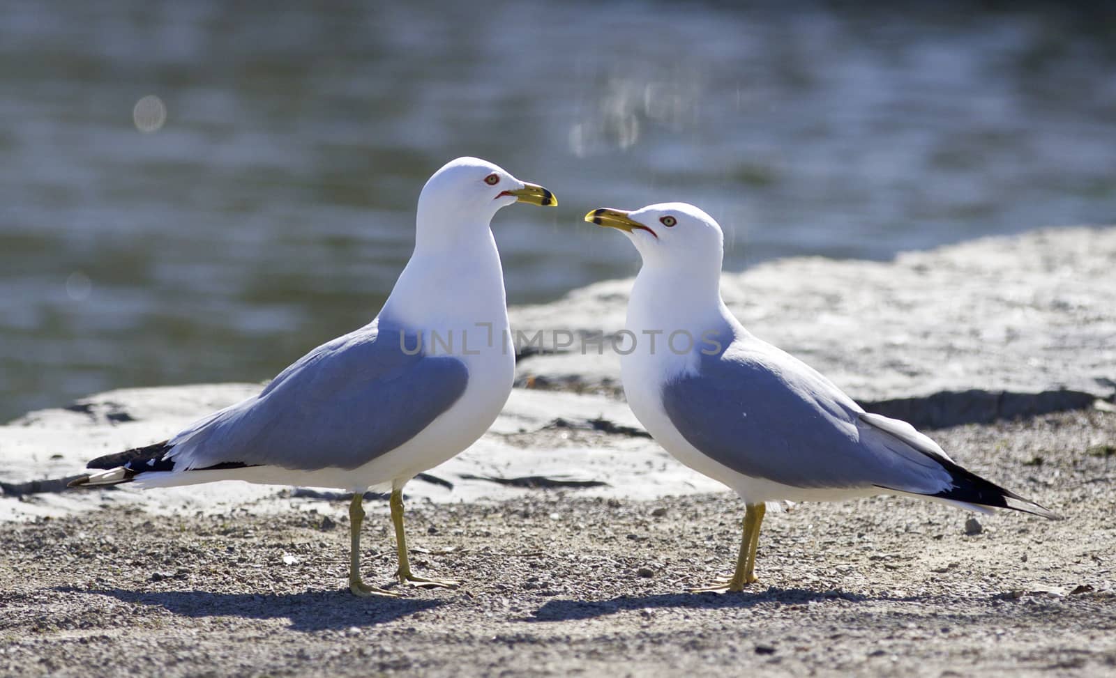 Funny picture with the gulls in love by teo