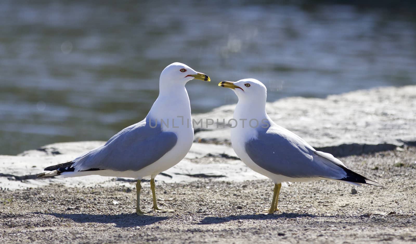 Beautiful isolated image with two gulls in love by teo