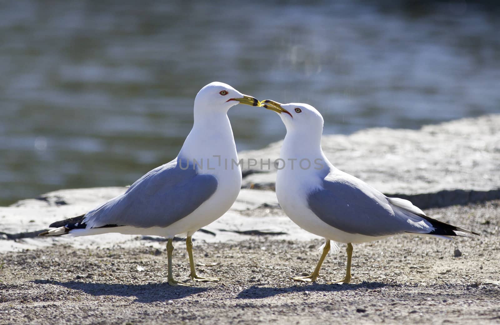 Beautiful photo of two kissing gulls in love