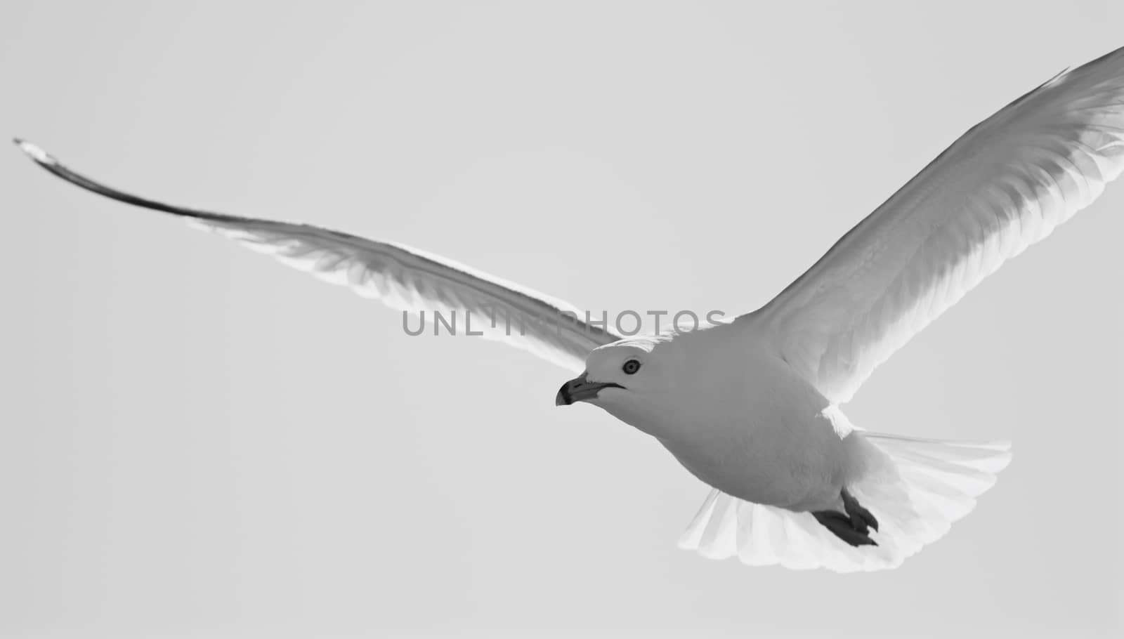 Beautiful black and white background with a flying gull by teo