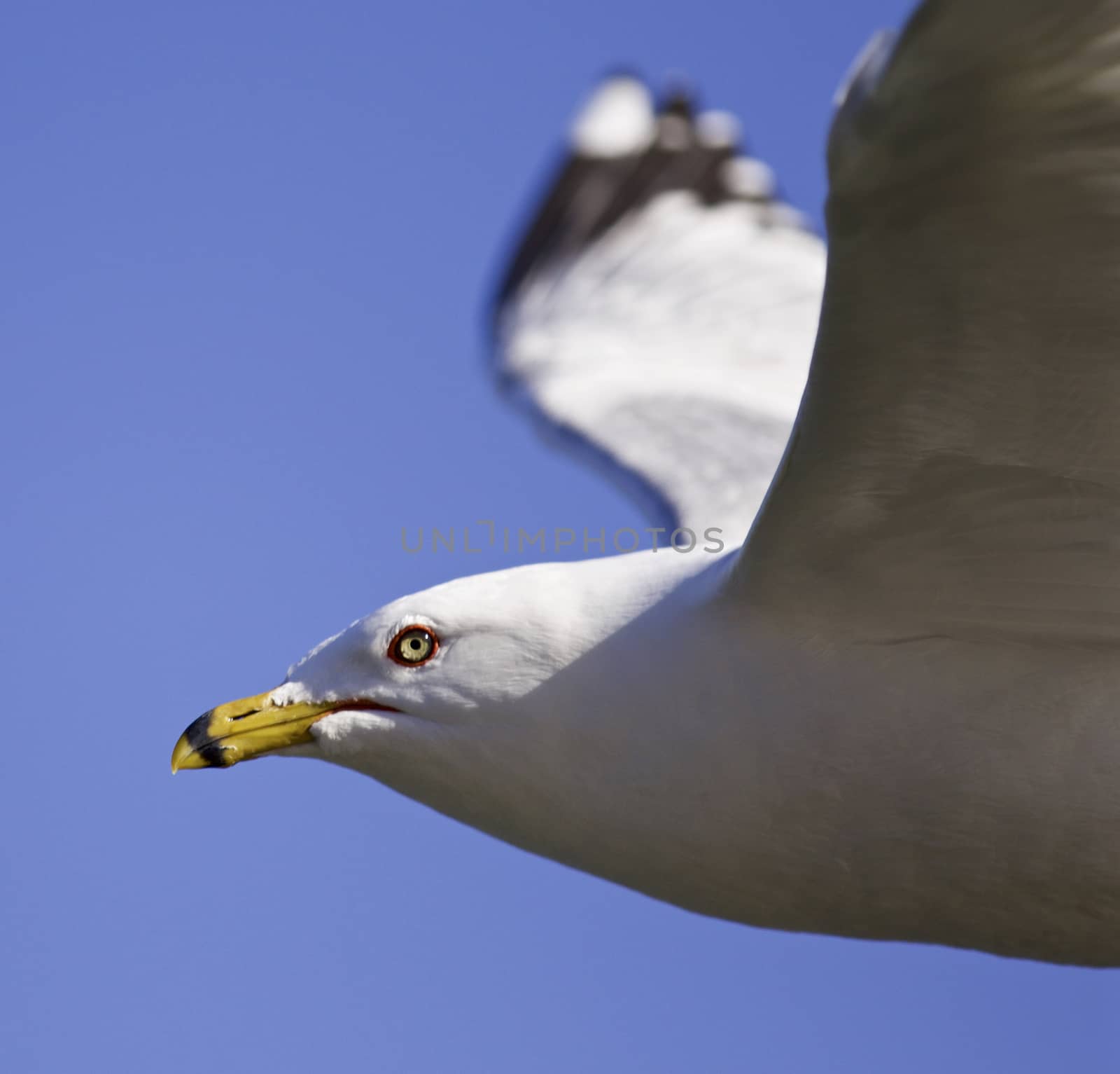 Beautiful isolated portrait of a gull in the sky by teo