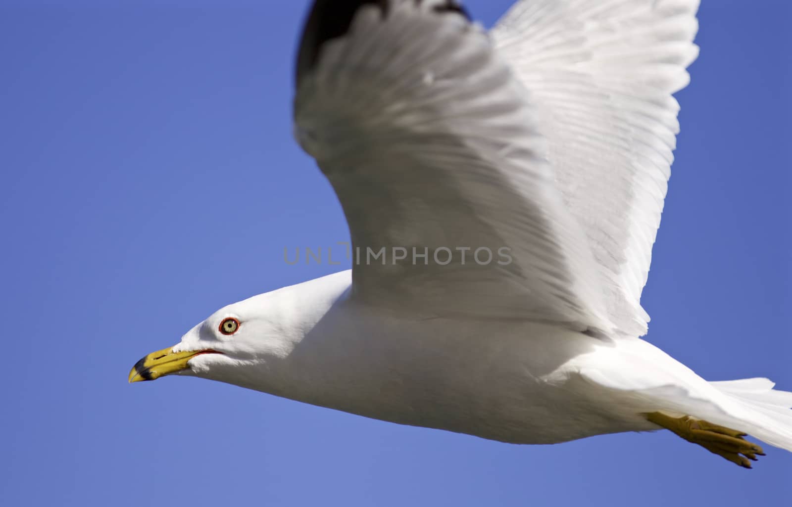 Beautiful isolated photo of a gull in the sky by teo