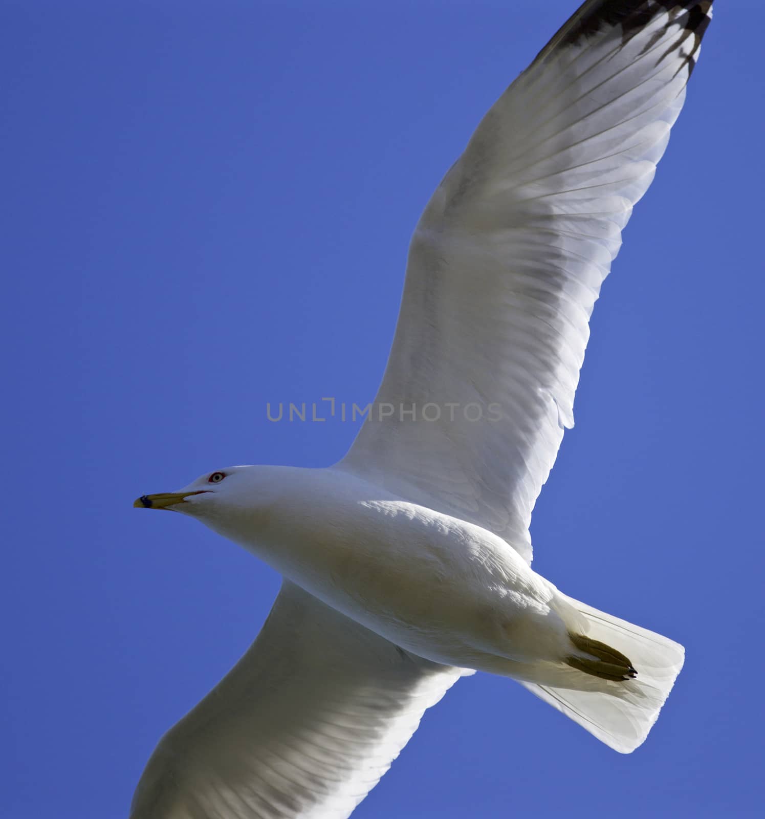Beautiful isolated image with a flying gull